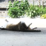 ねこ、風太　巡回