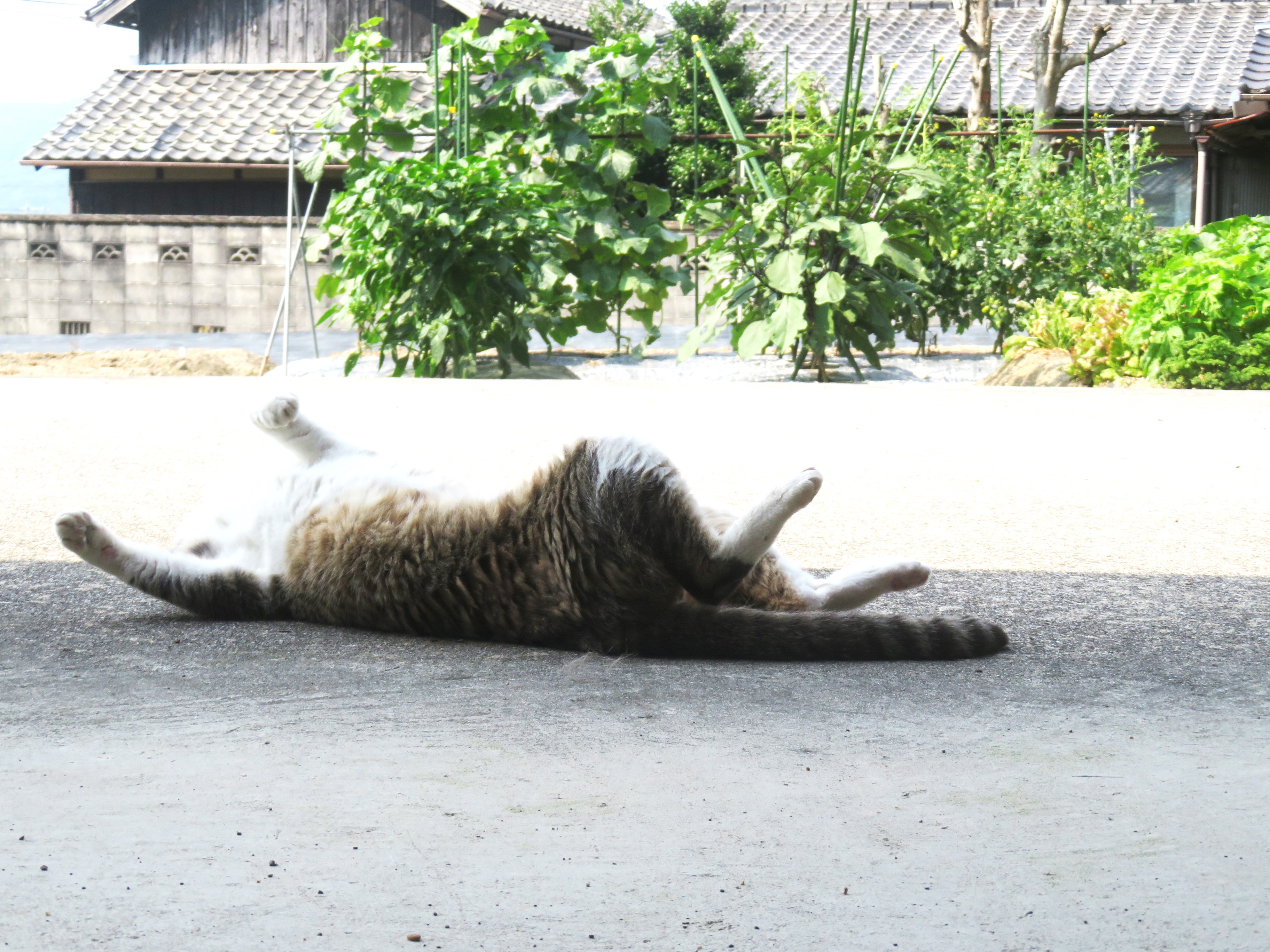 ねこ、風太 巡回