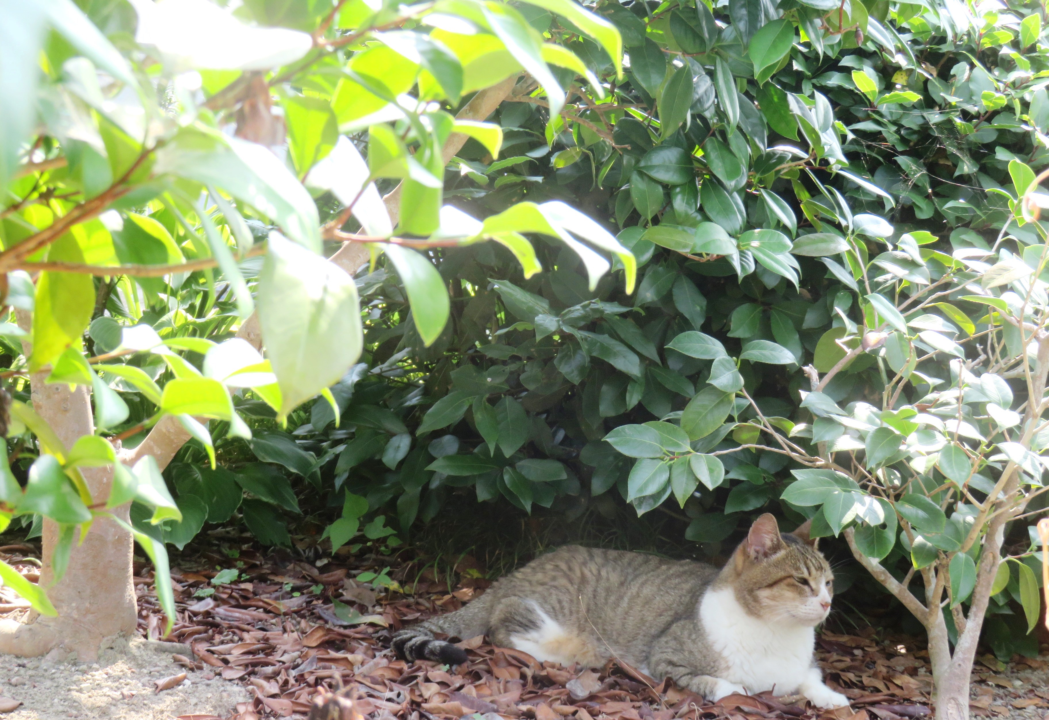 ねこ、風太 木陰