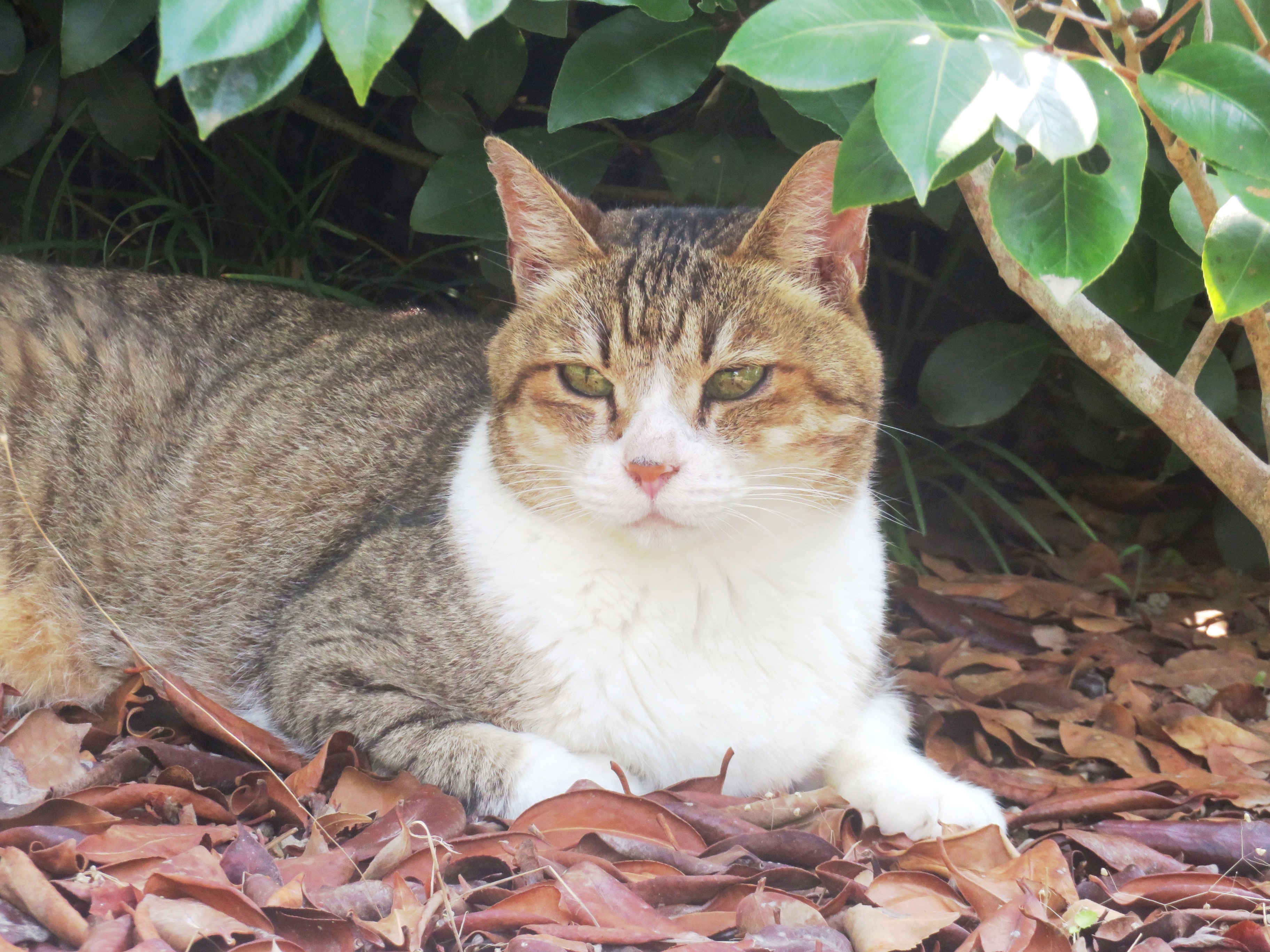 ねこ、風太 木陰
