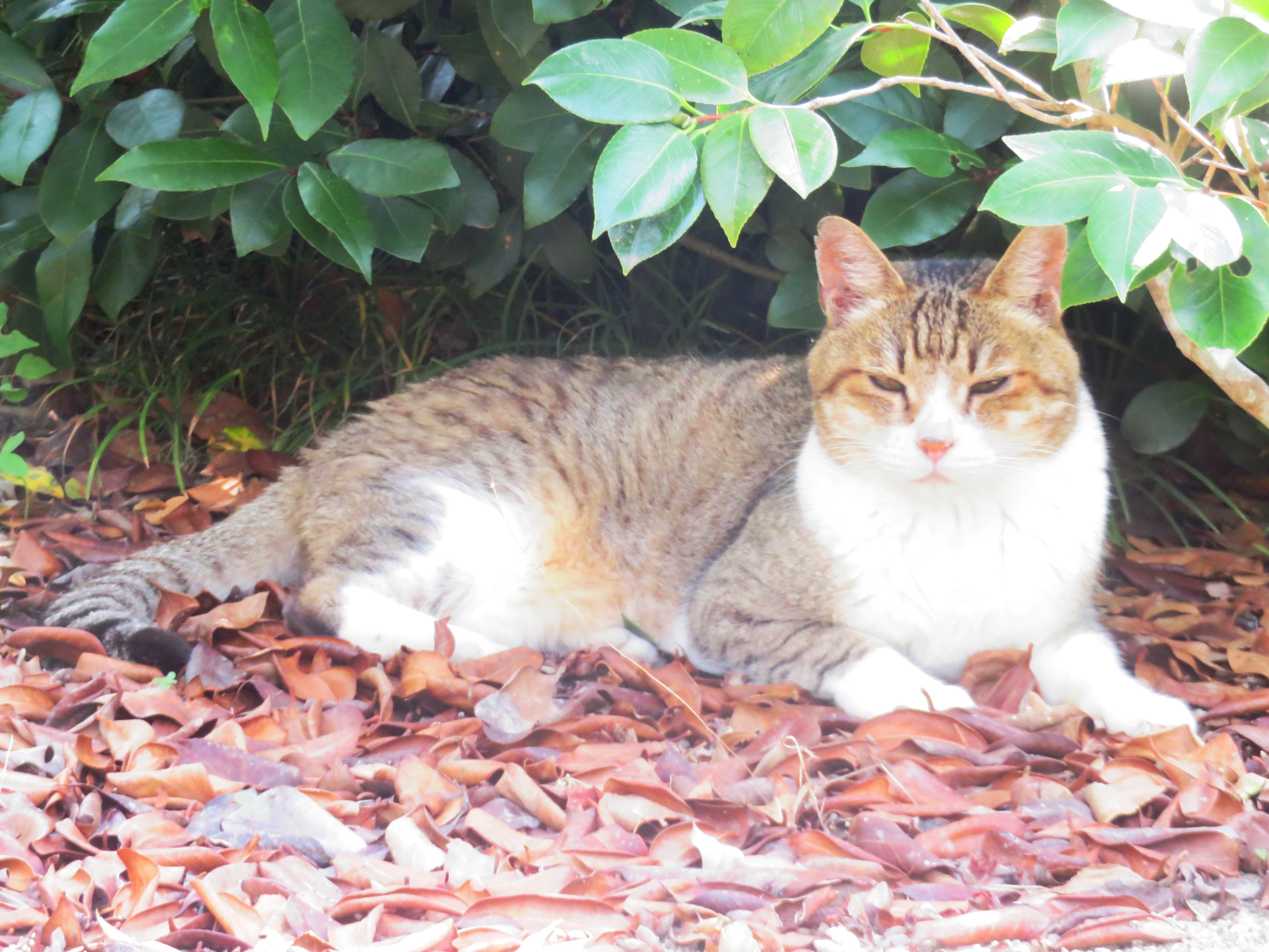 ねこ、風太 木陰
