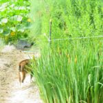 ねこ、風太　巡回