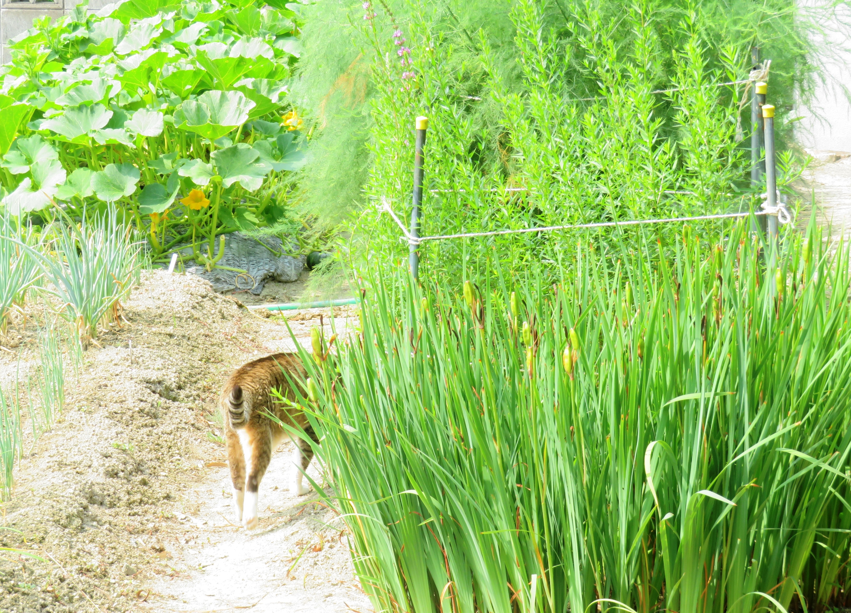 ねこ、風太 巡回