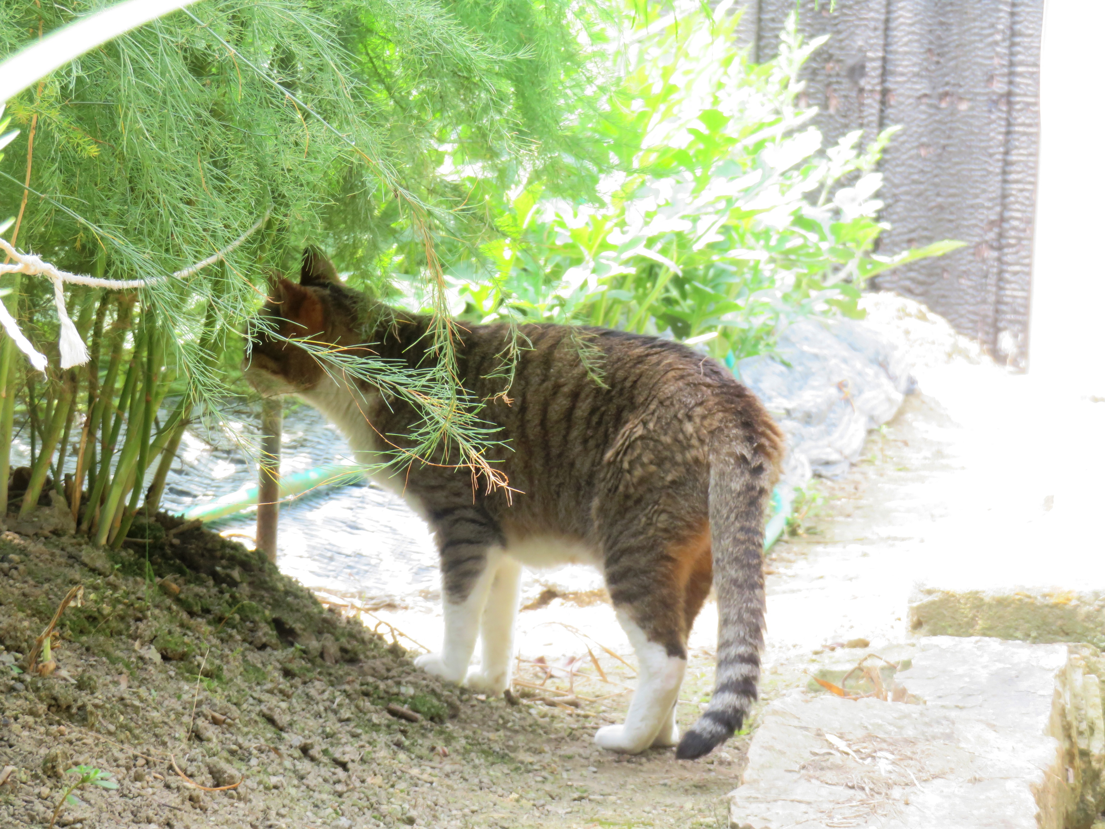 ねこ、風太 巡回