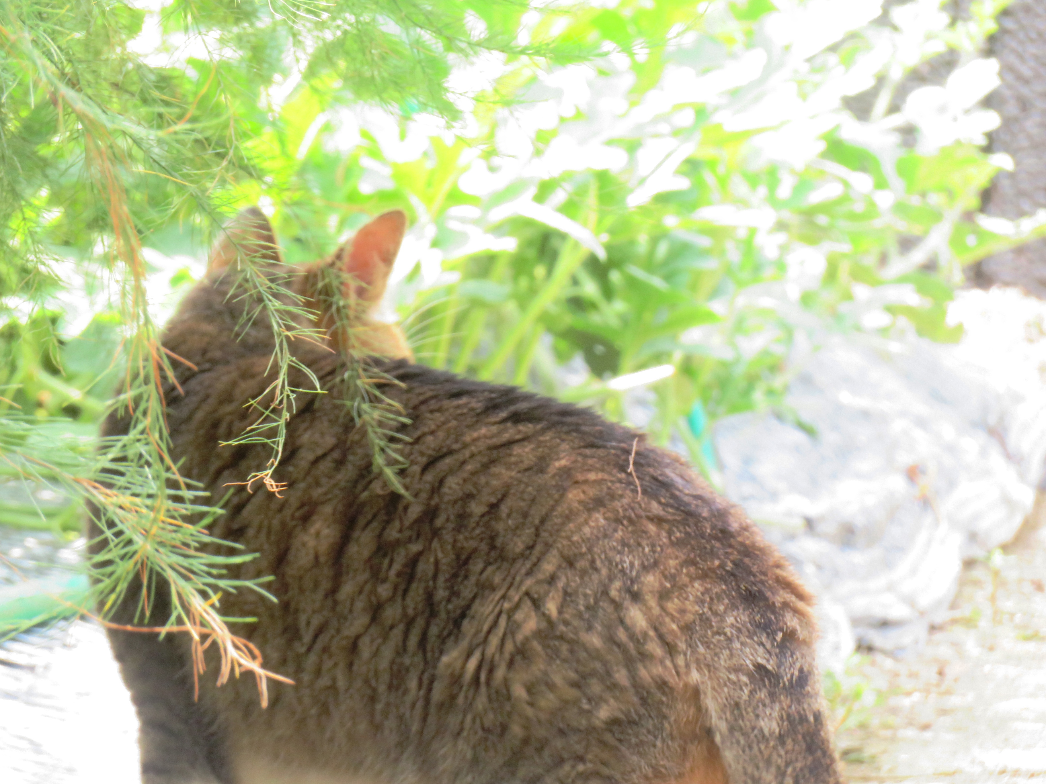 ねこ、風太 巡回