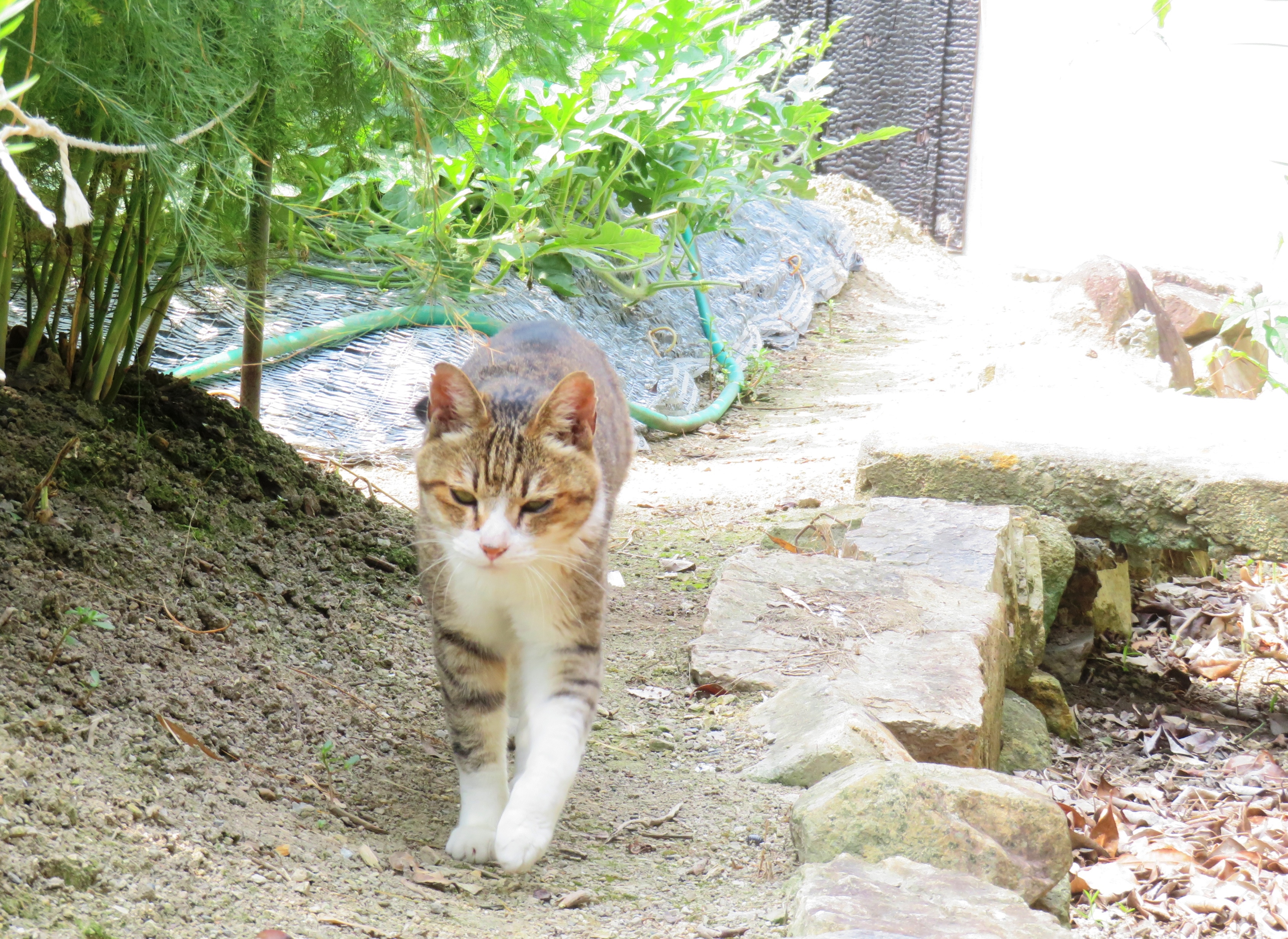 ねこ、風太 巡回