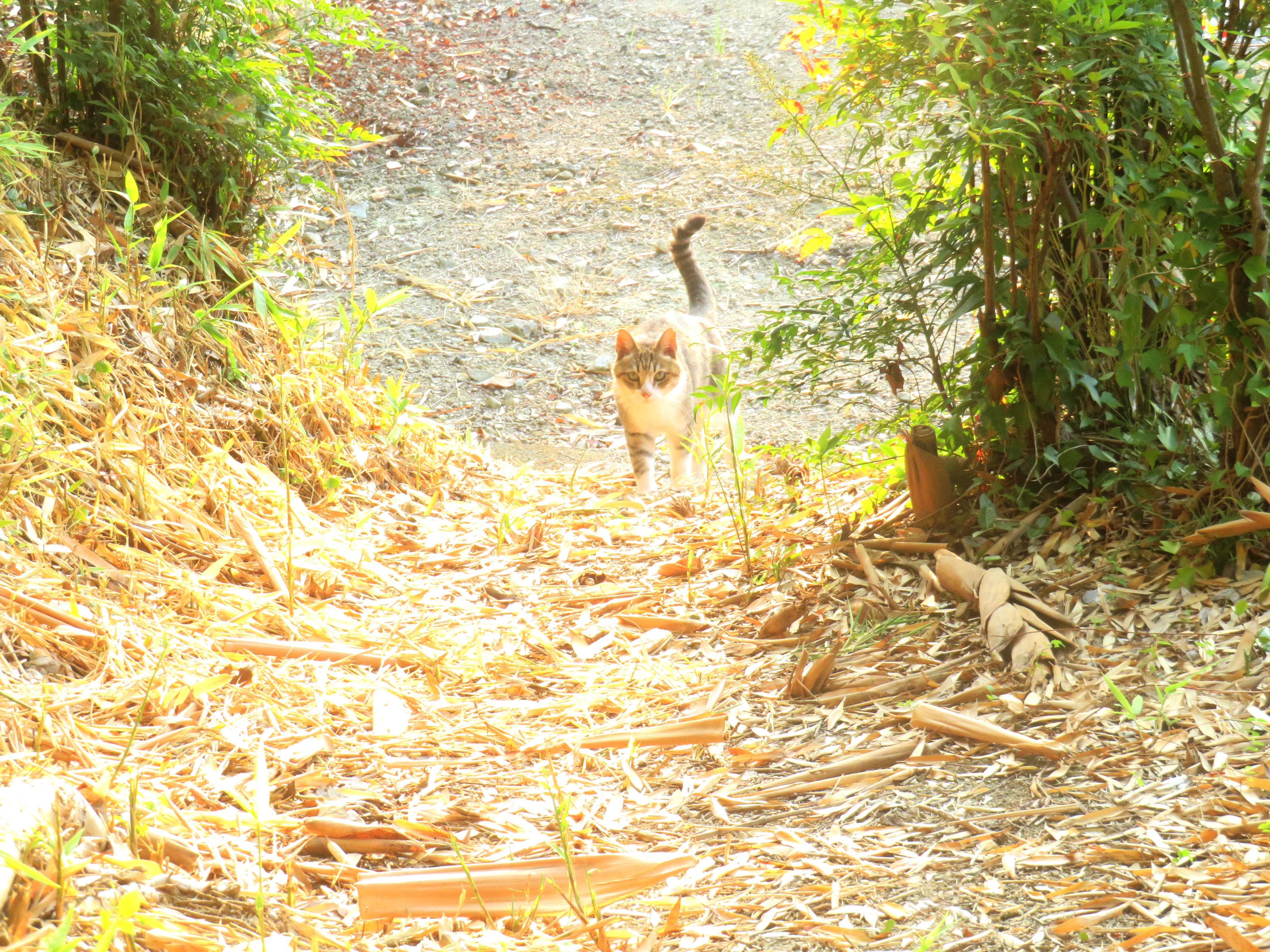 ねこ、風太 巡回