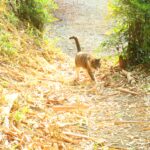 ねこ、風太　巡回
