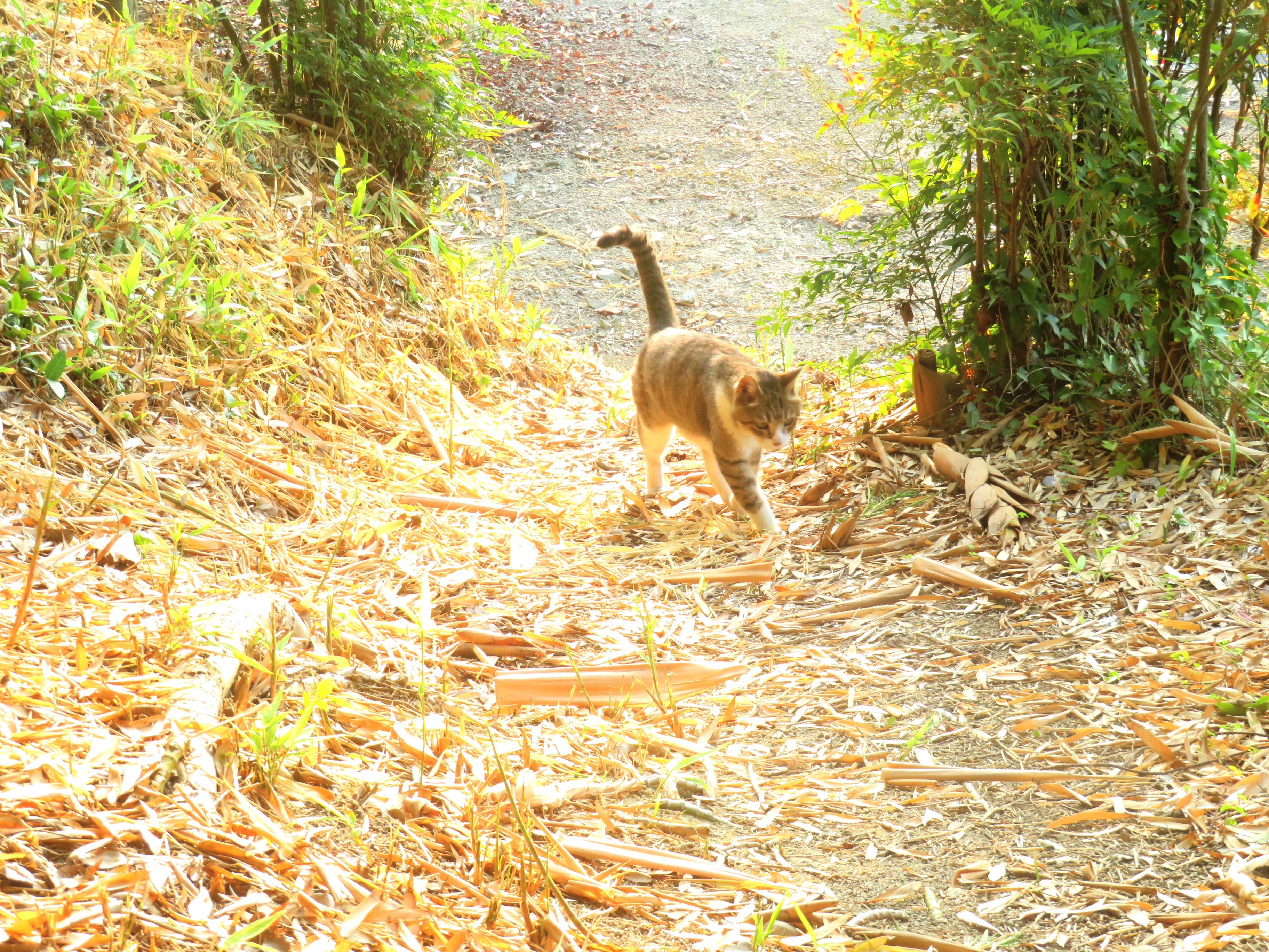 ねこ、風太 巡回