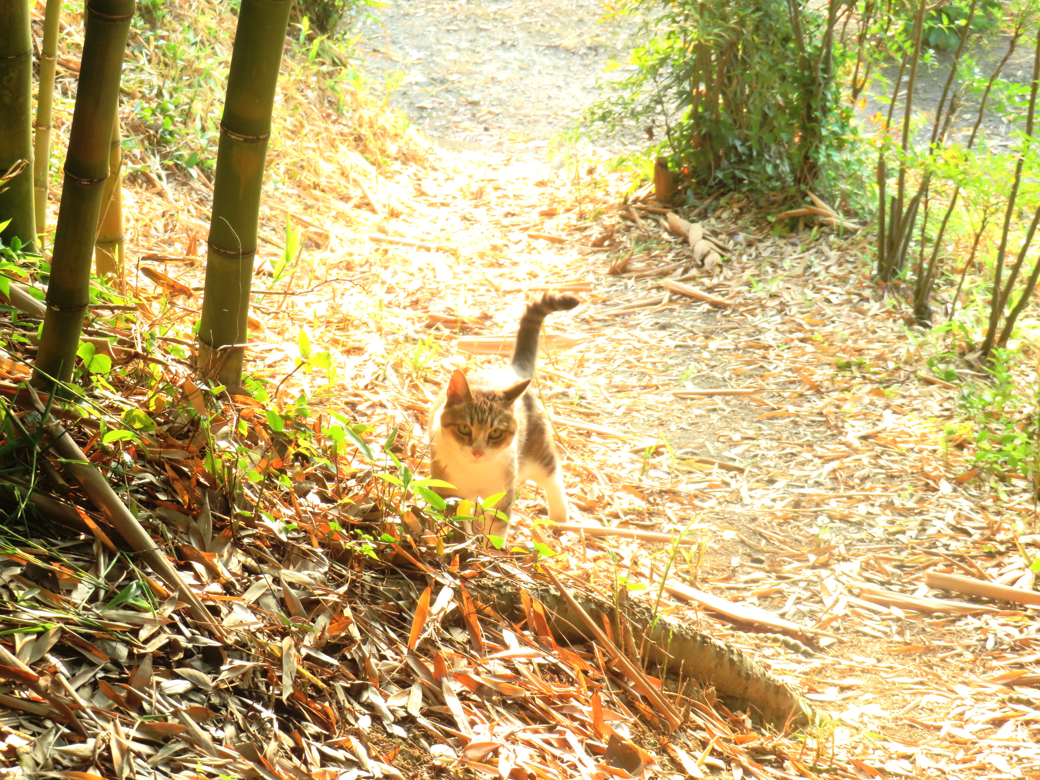 ねこ、風太 巡回