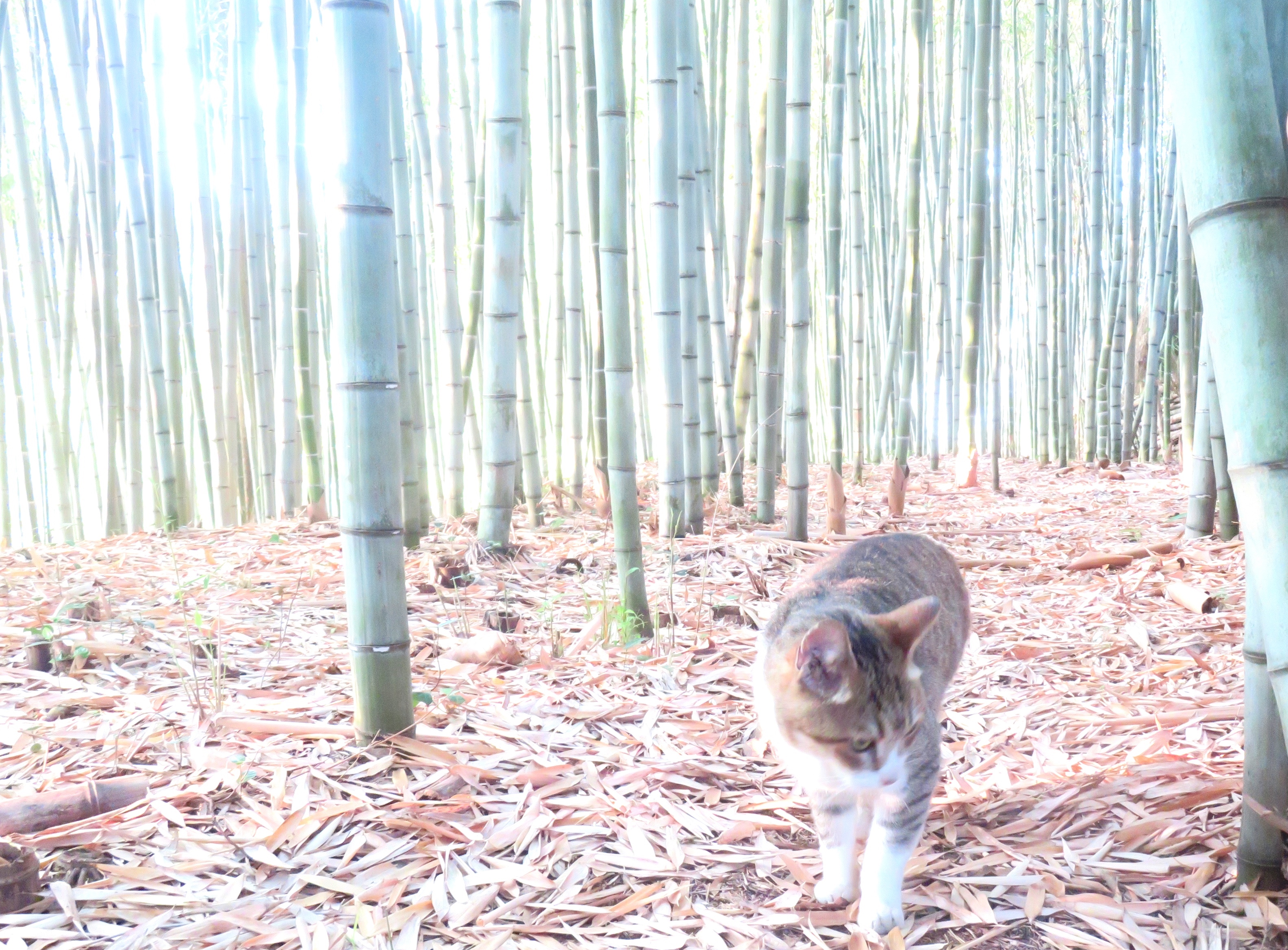 ねこ、風太 巡回