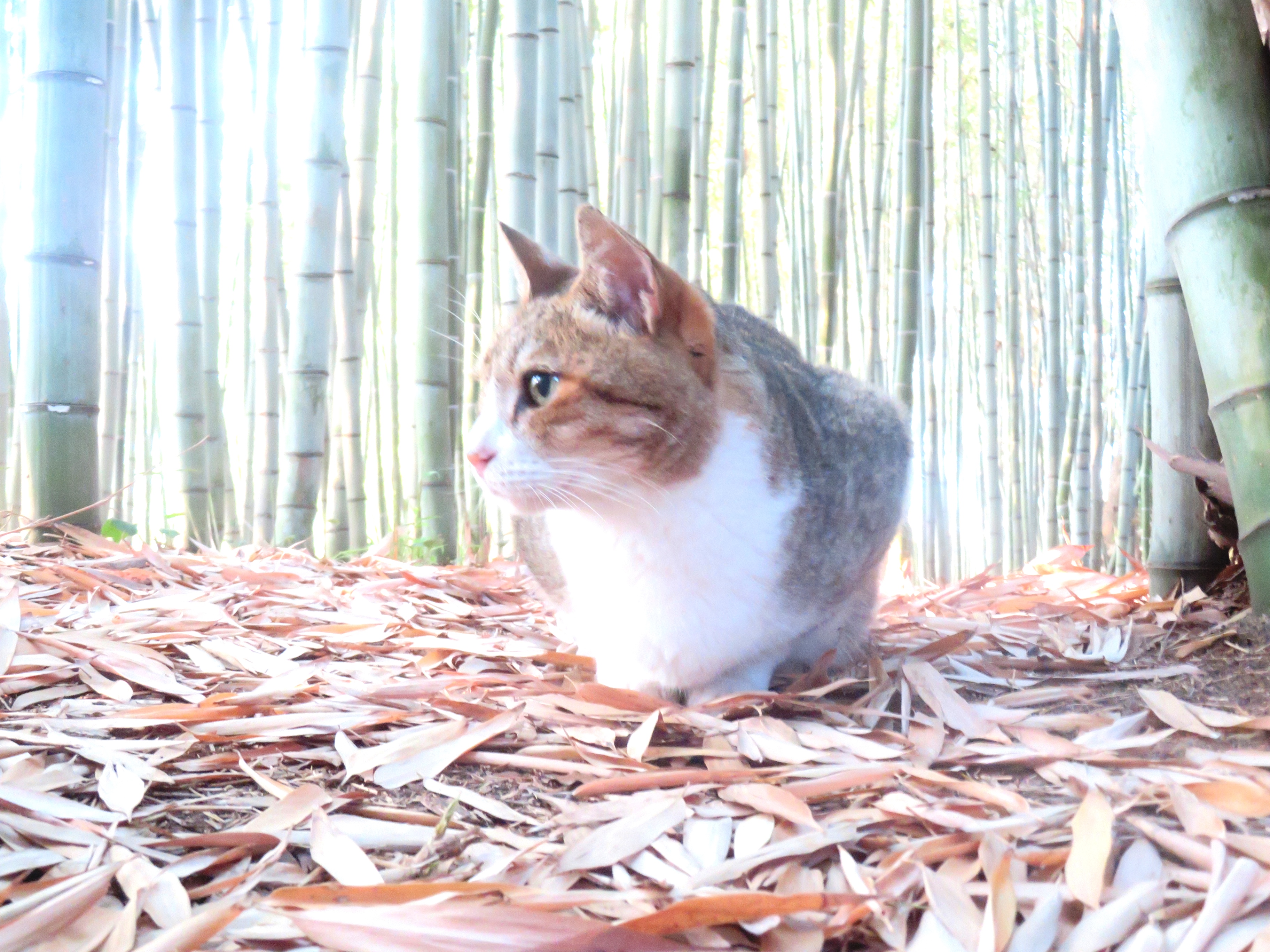 ねこ、風太 巡回