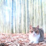 ねこ、風太　巡回