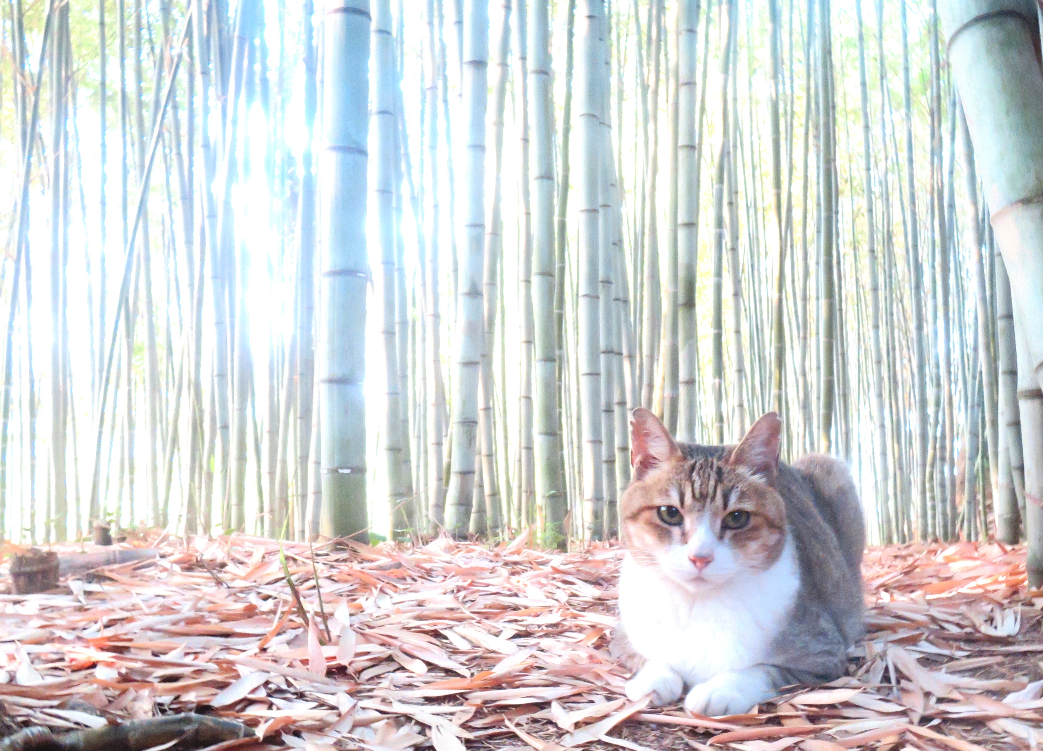 ねこ、風太 巡回