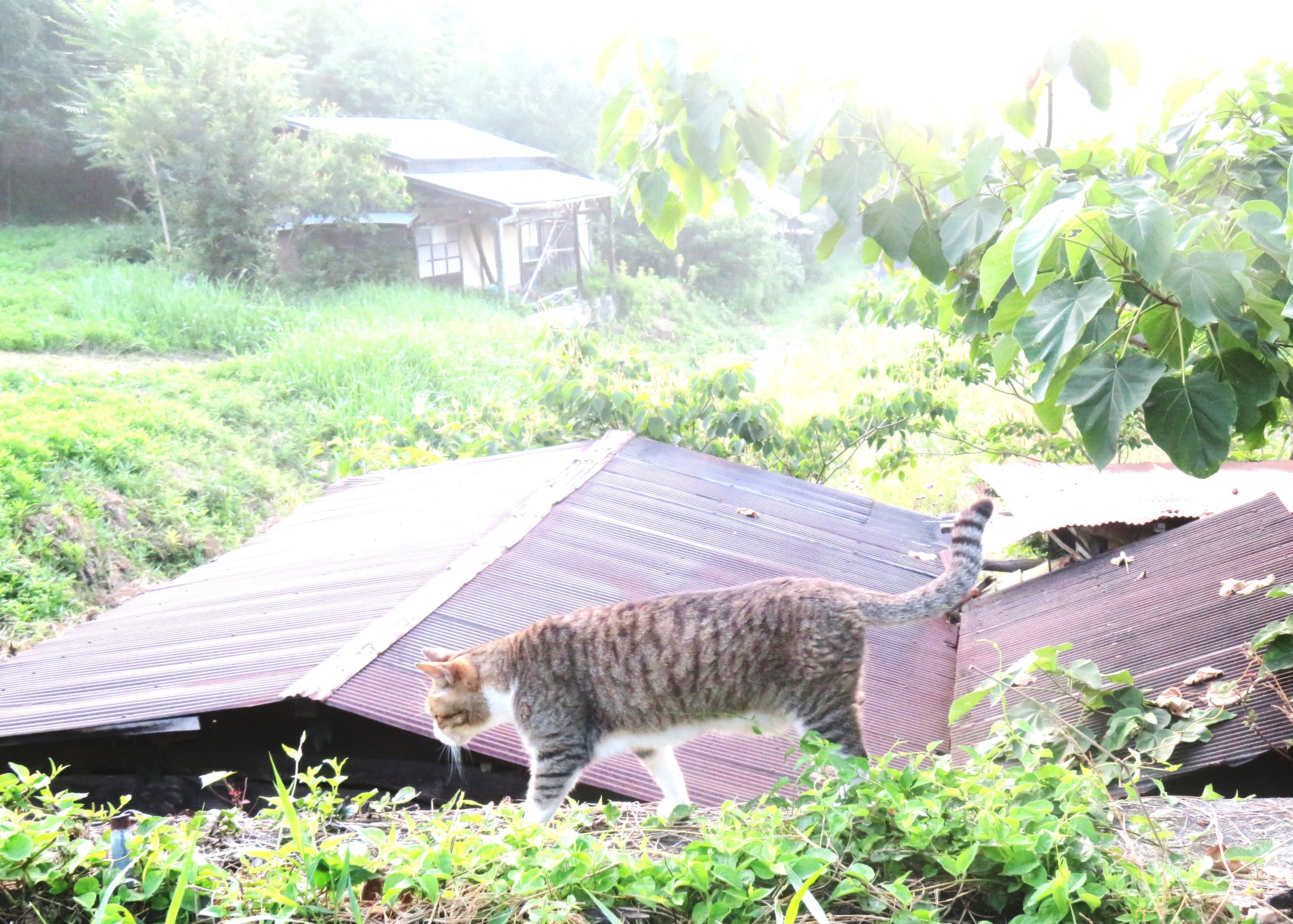 ねこ、風太 巡回