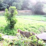 ねこ、風太　巡回
