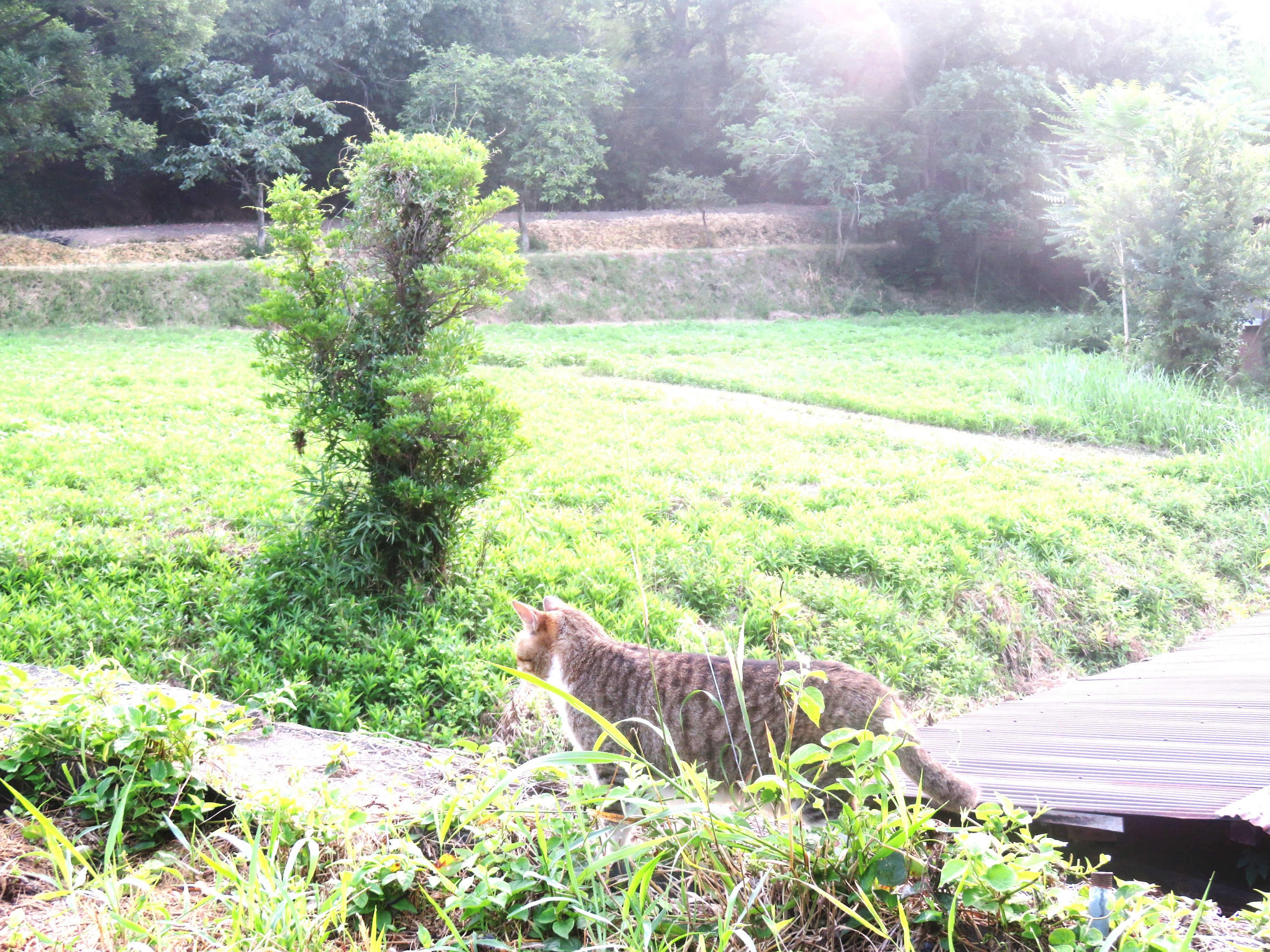 ねこ、風太 巡回