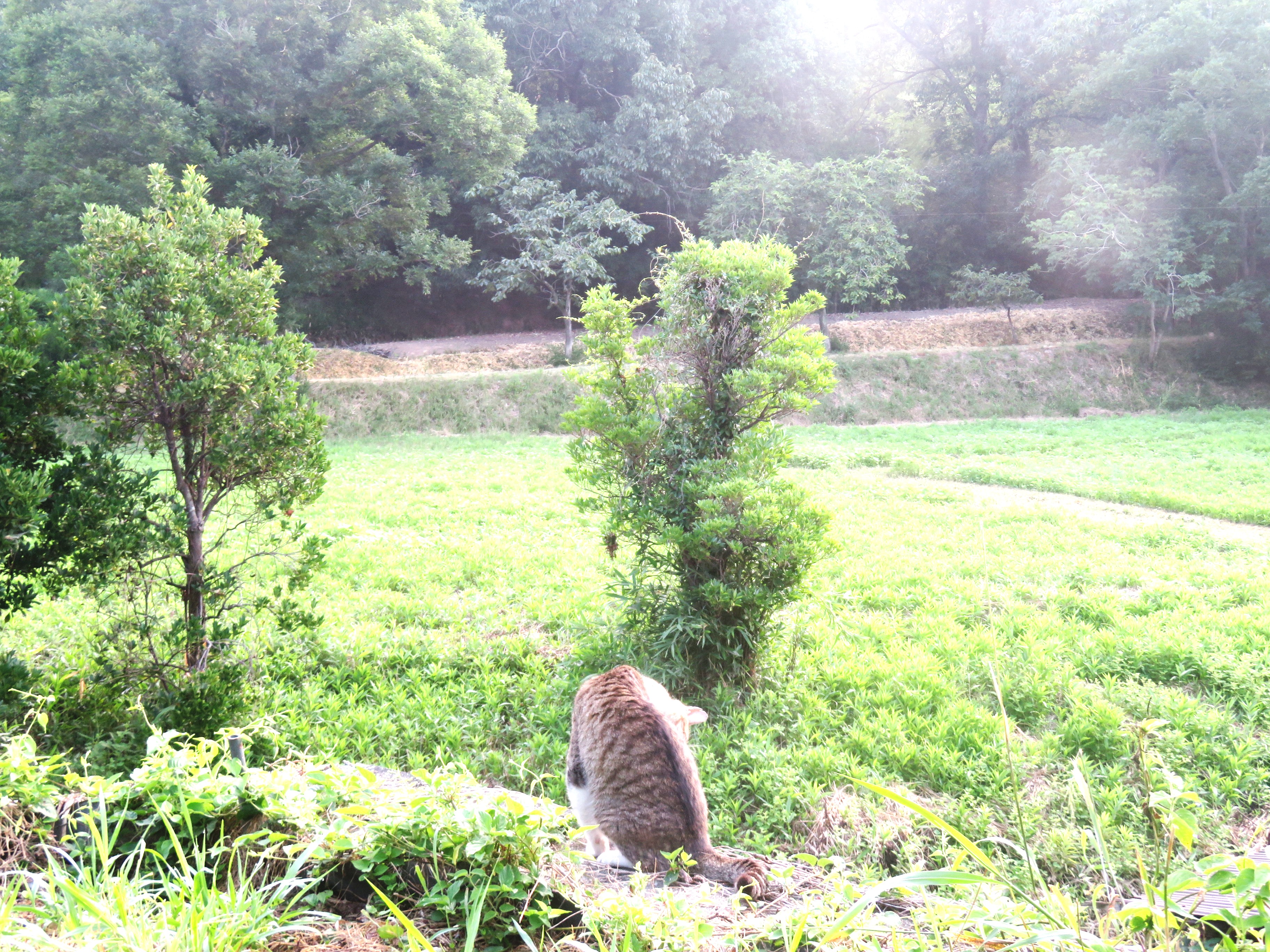ねこ、風太 巡回