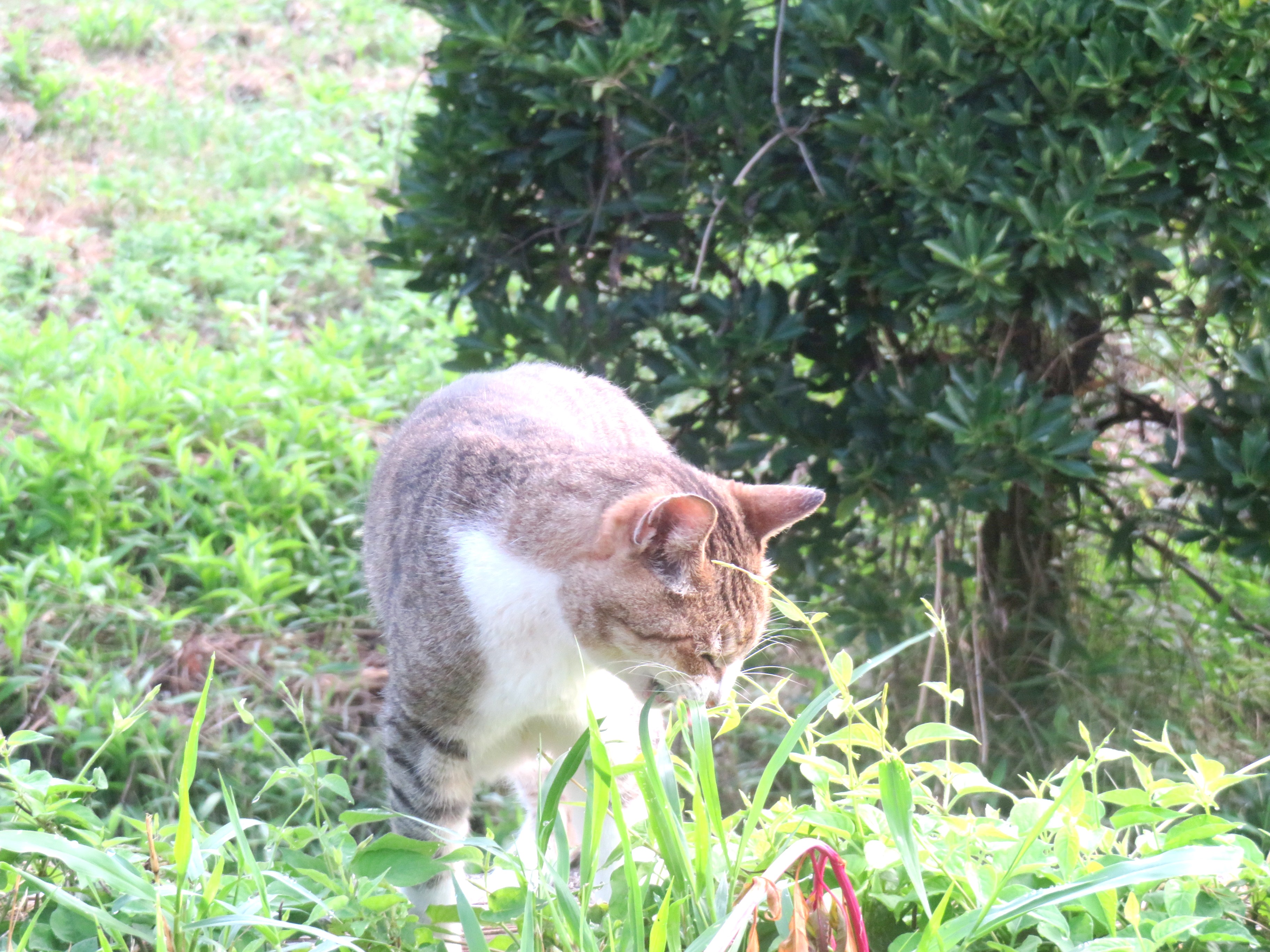 ねこ、風太 巡回
