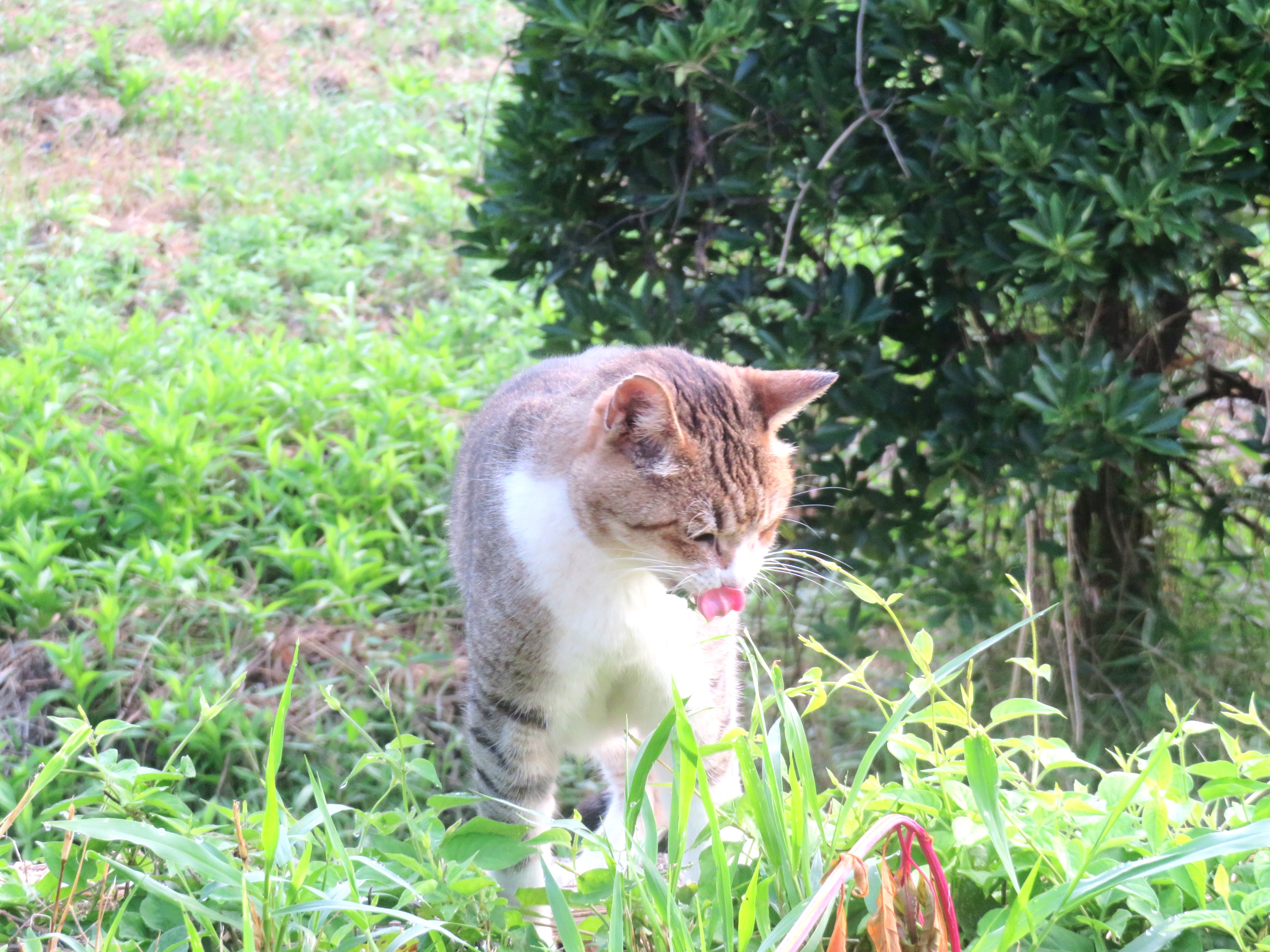 ねこ、風太 巡回