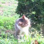 ねこ、風太　巡回