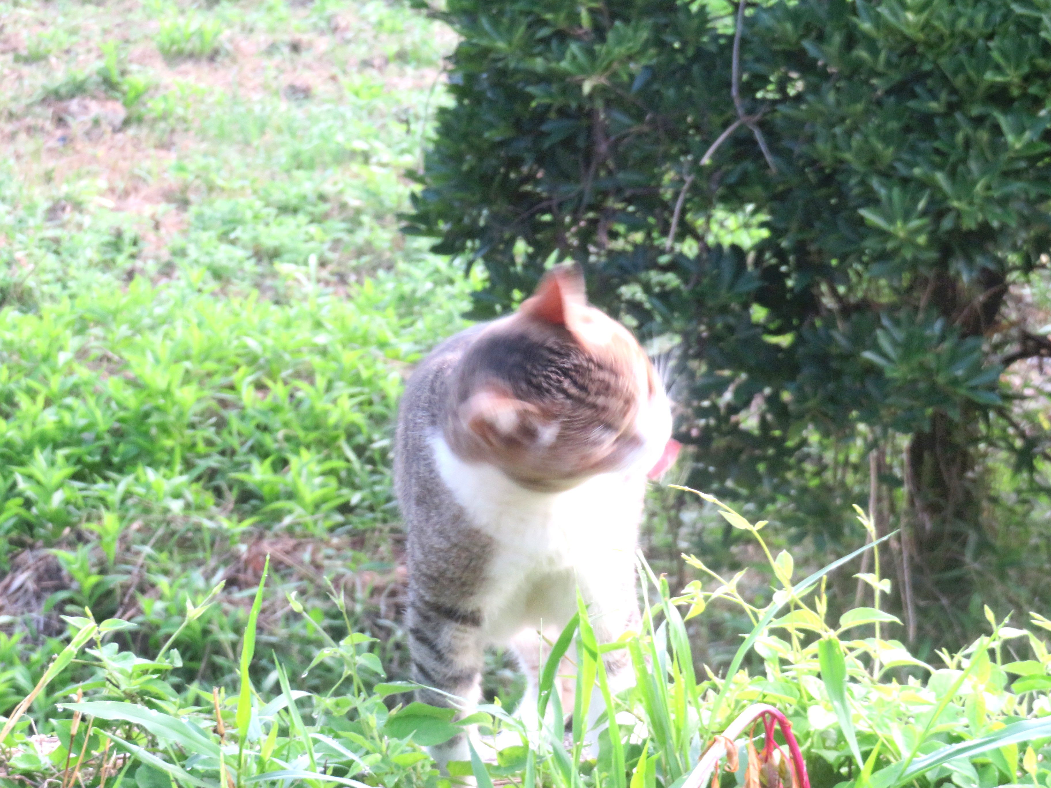 ねこ、風太 巡回
