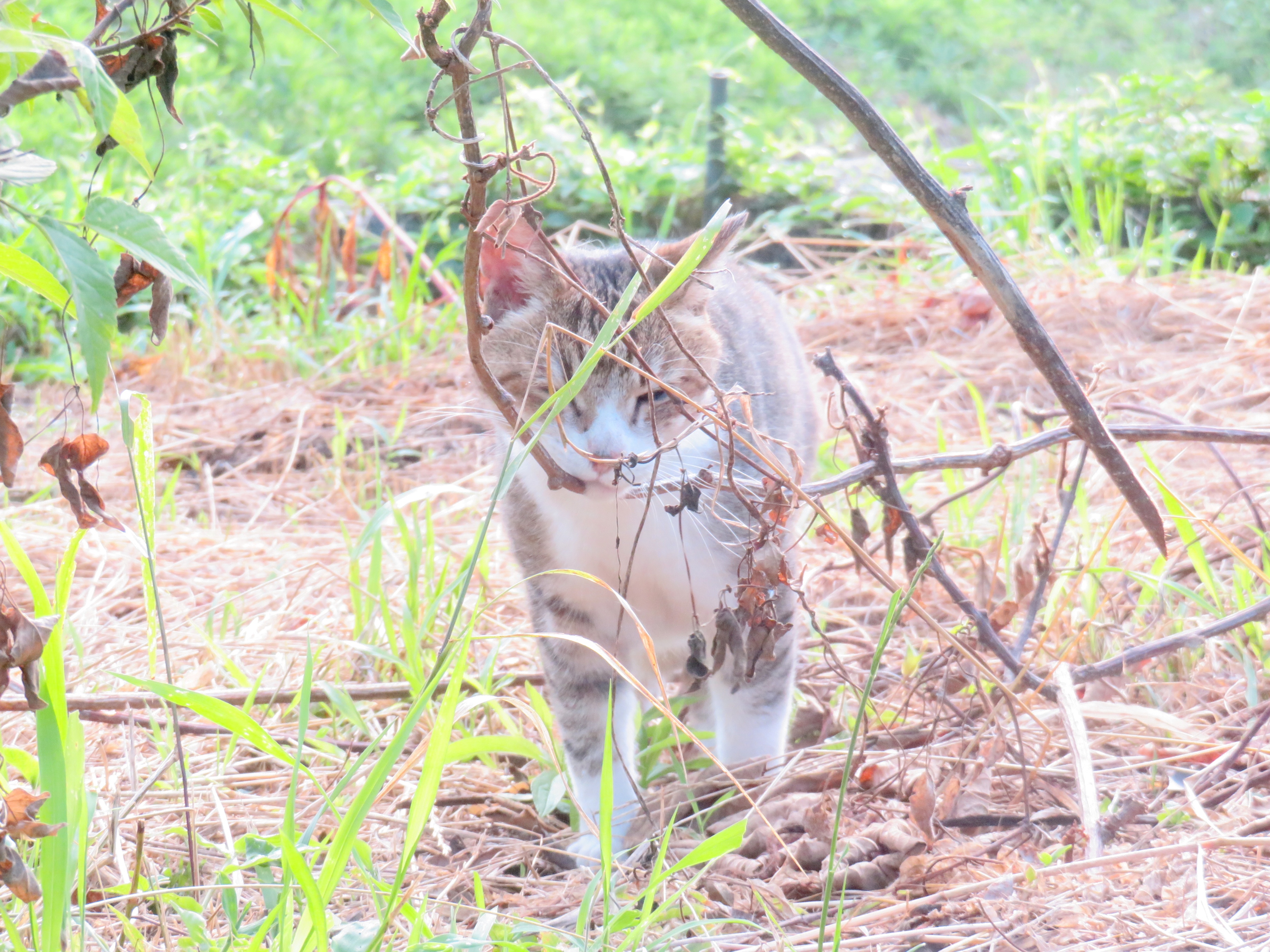 ねこ、風太 巡回