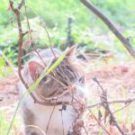 ねこ、風太　巡回