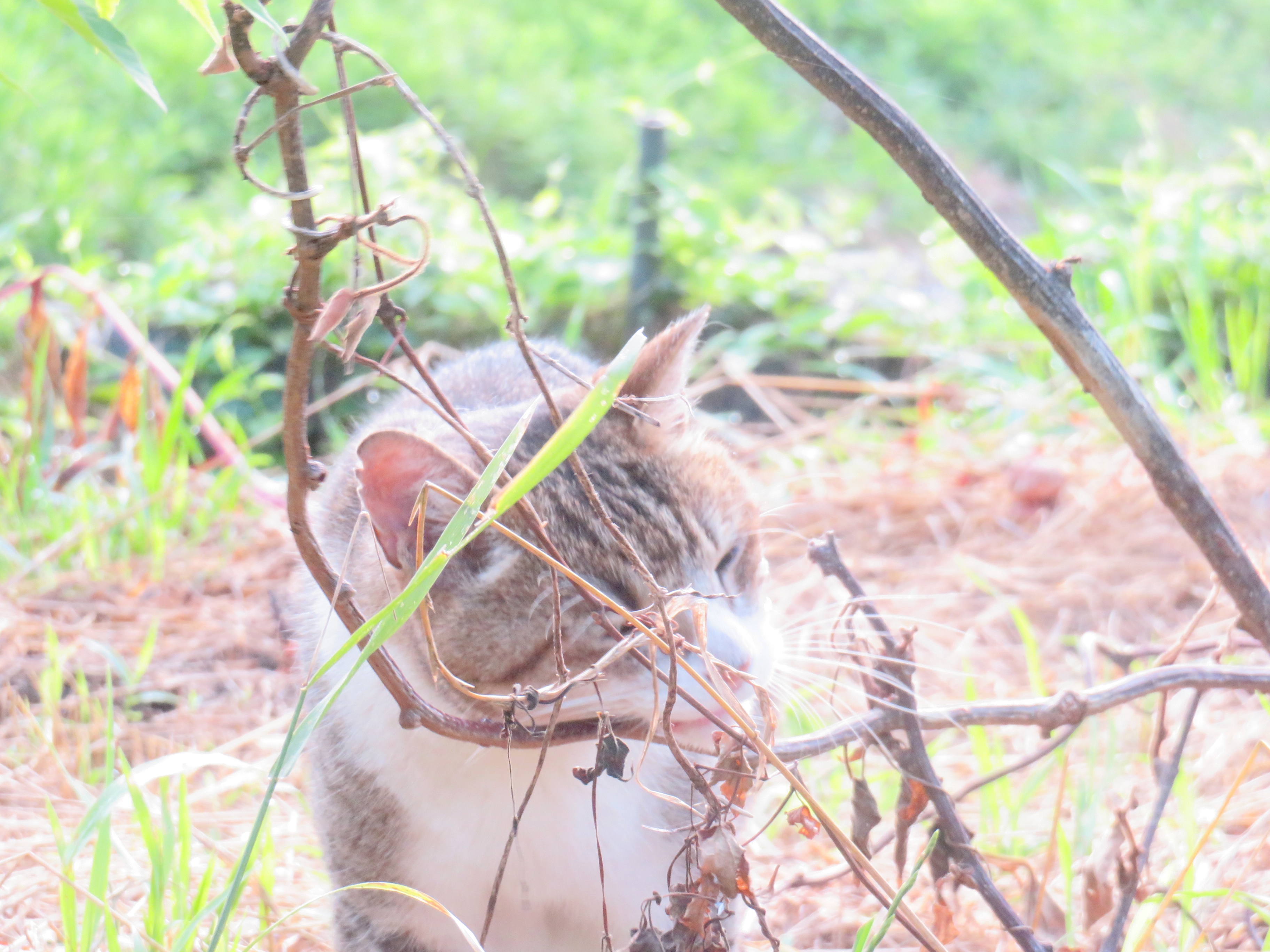 ねこ、風太 巡回