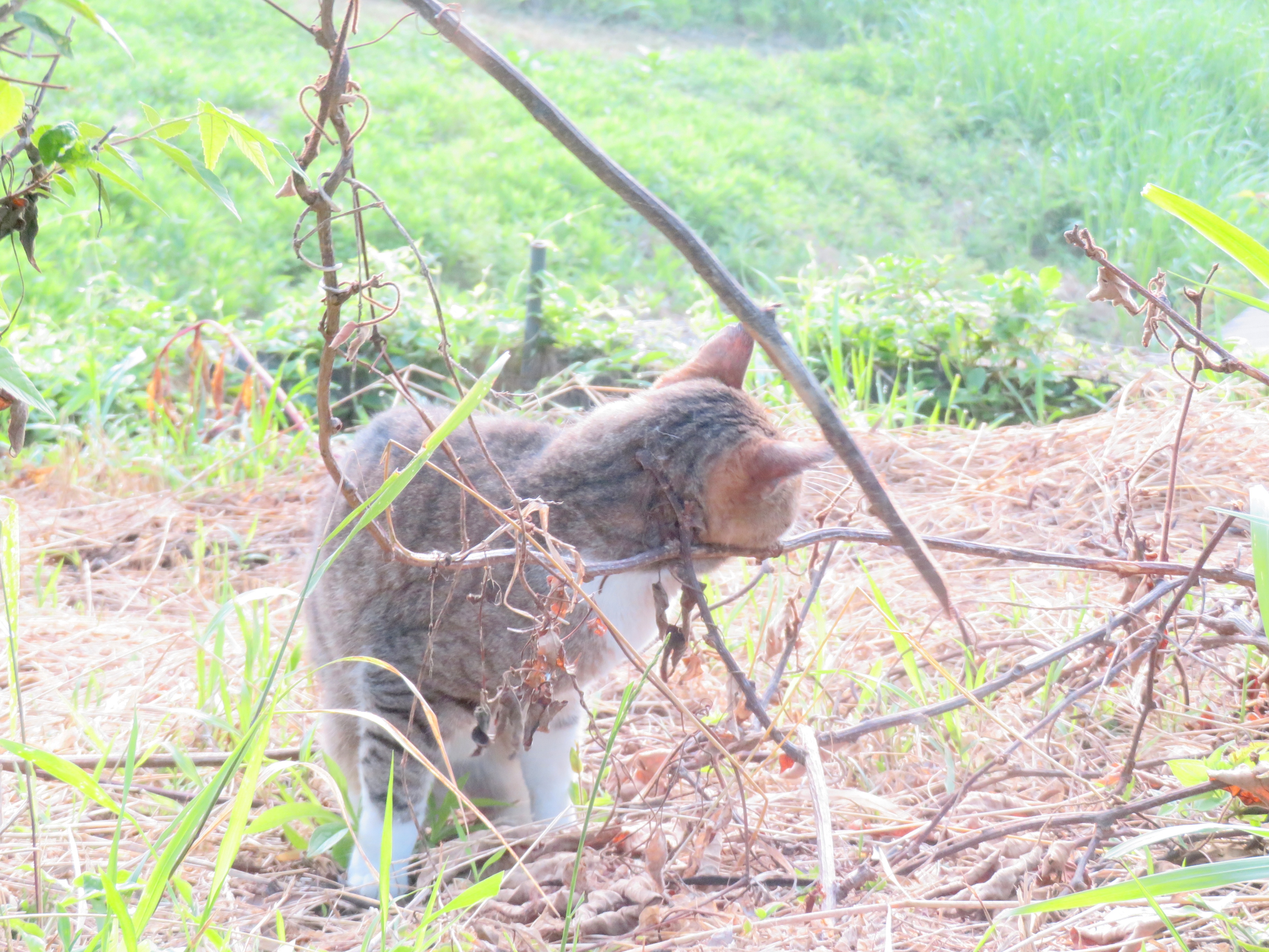 ねこ、風太 巡回