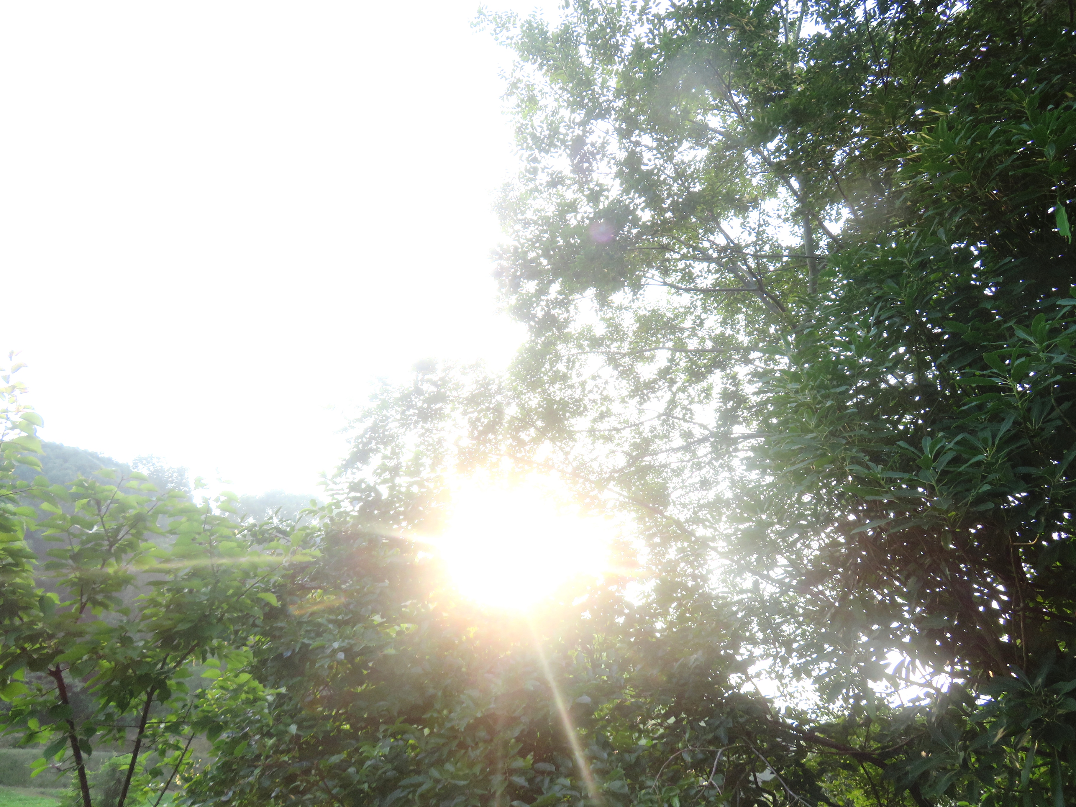 晩夏の朝