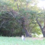 ねこ、風太　巡回