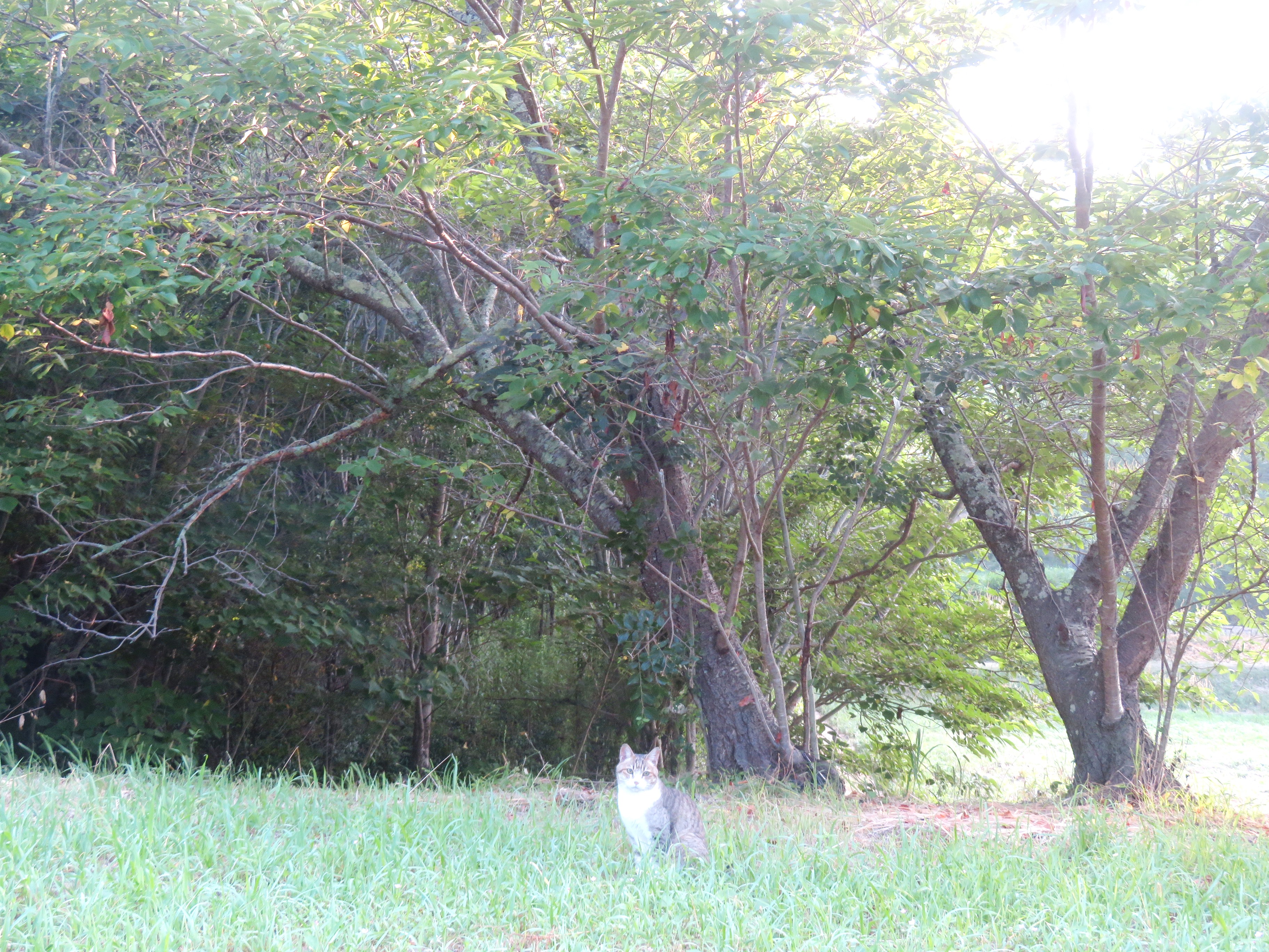 ねこ、風太 巡回