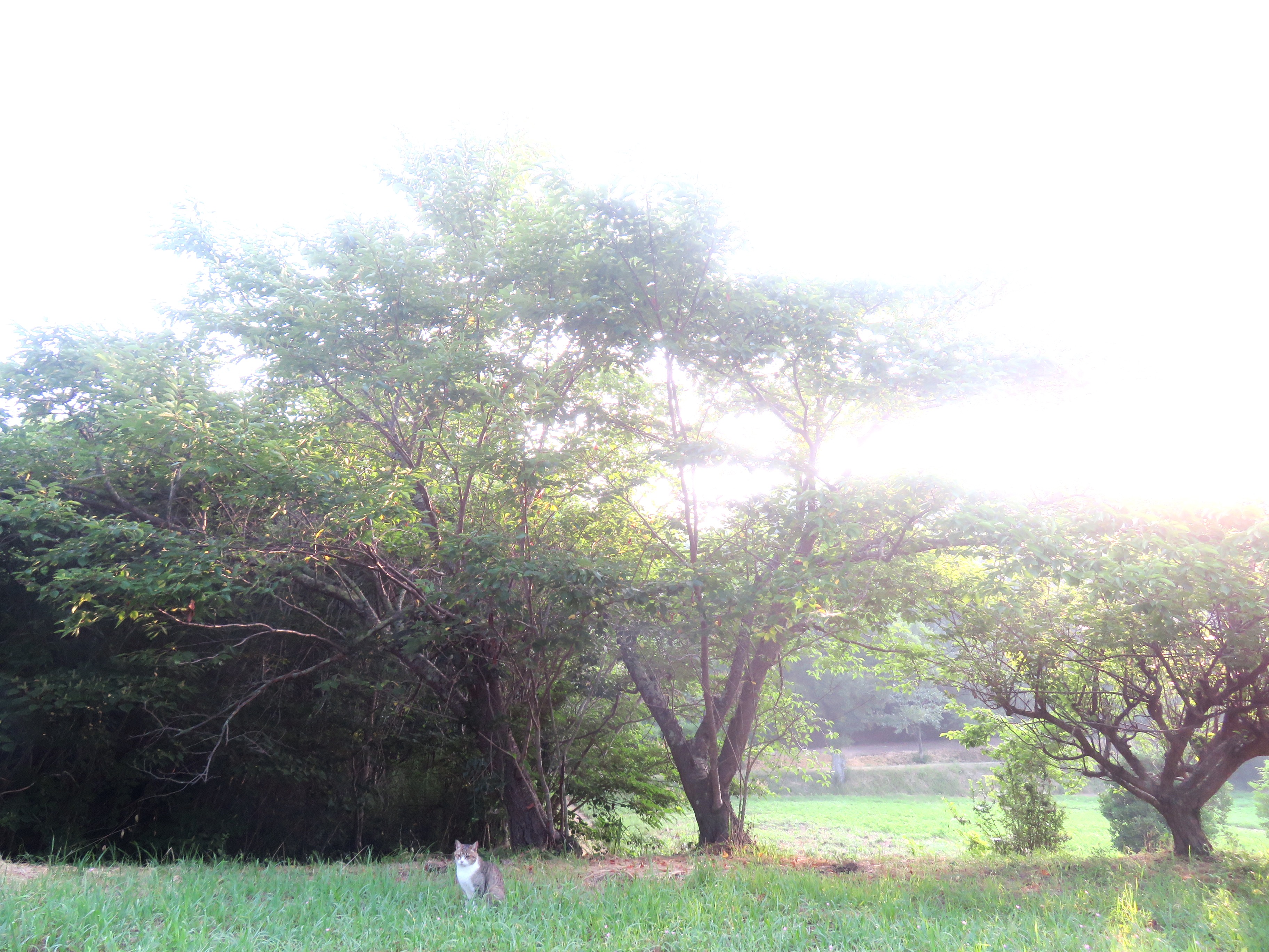 ねこ、風太 巡回
