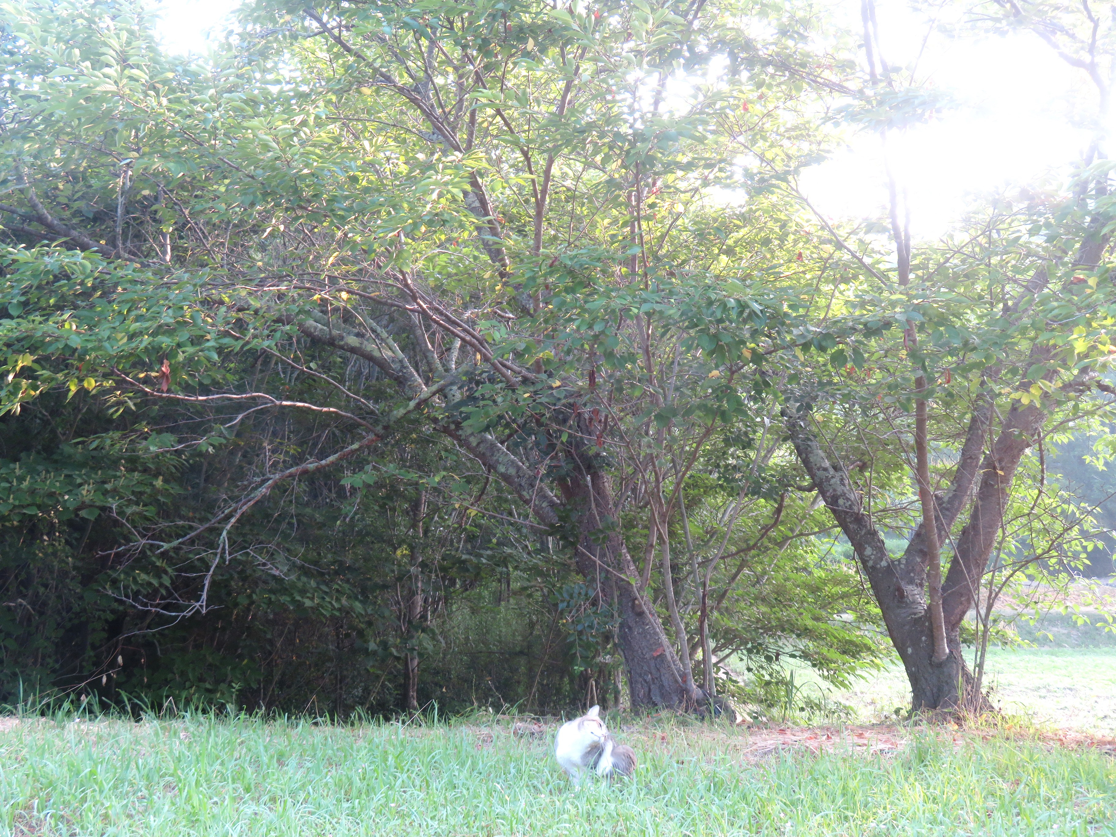 ねこ、風太 巡回