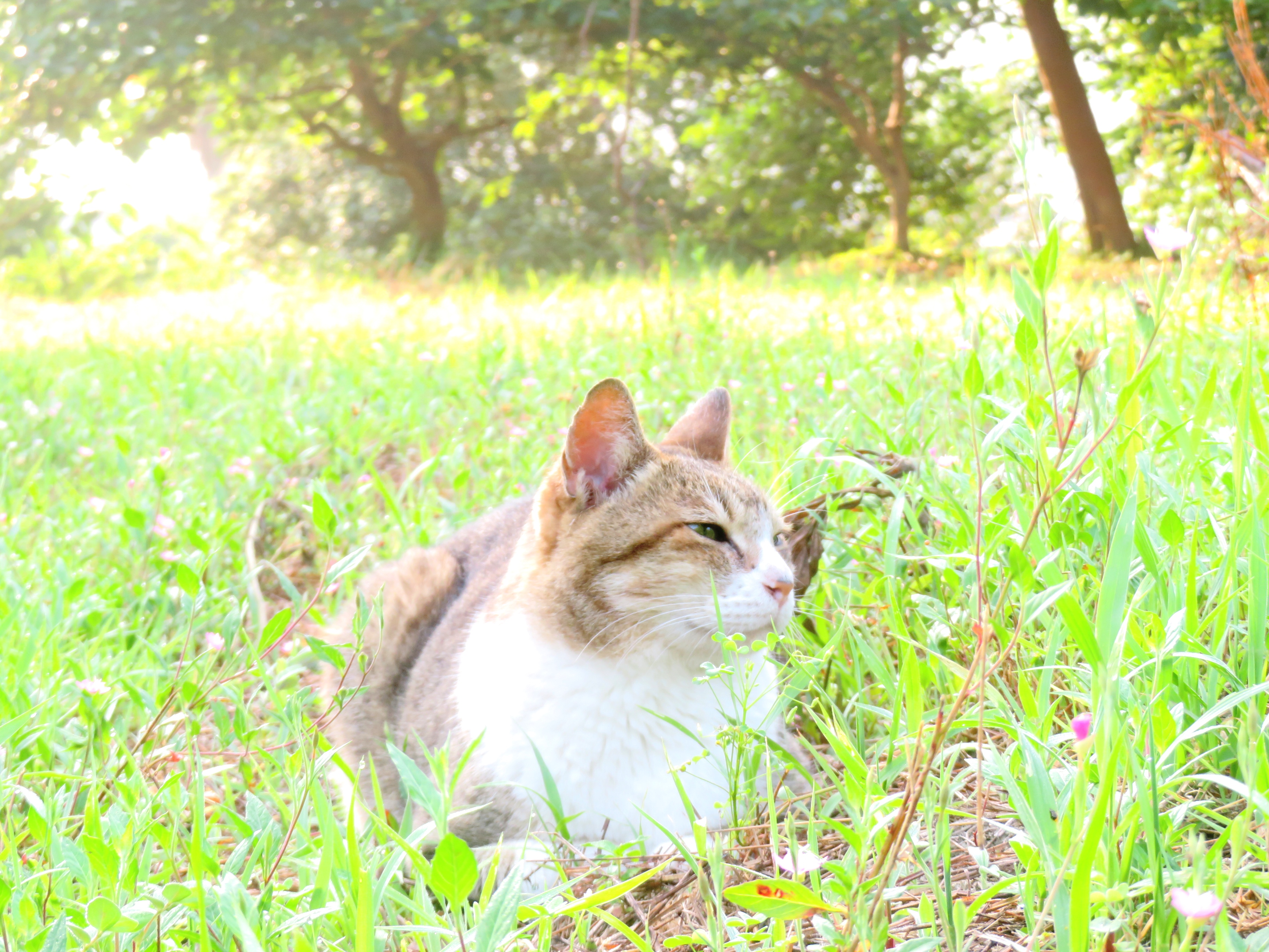 ねこ、風太 巡回