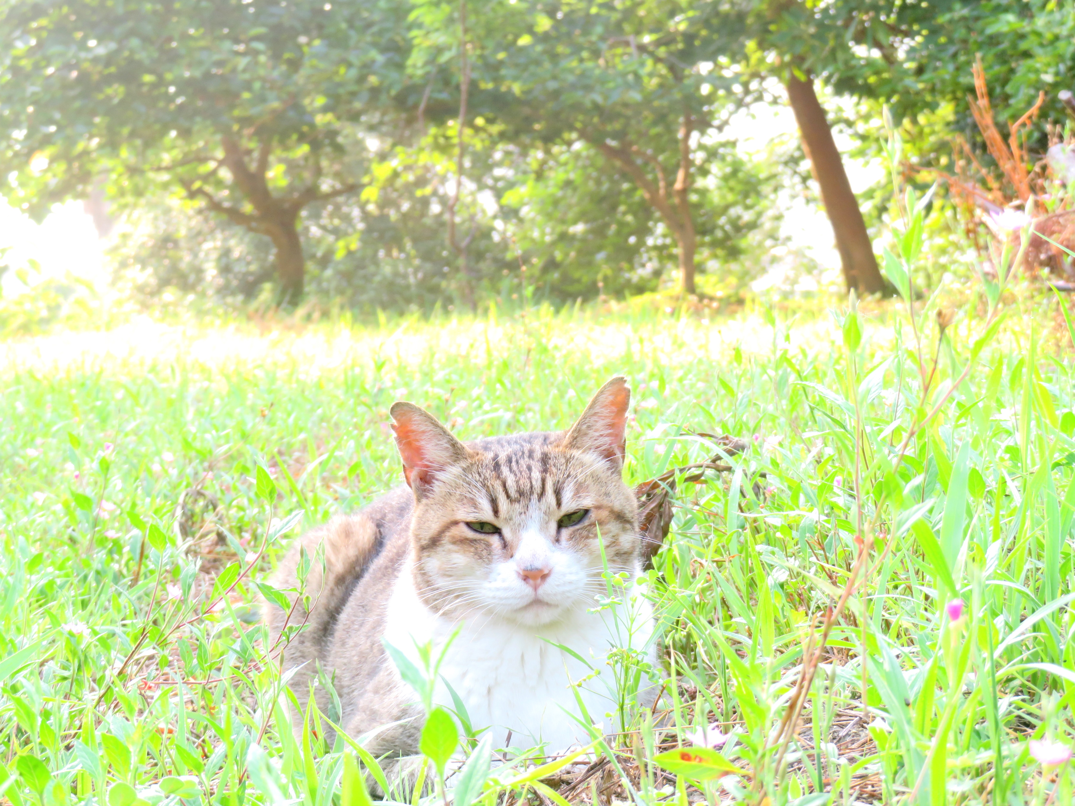 ねこ、風太 巡回