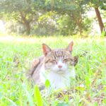 ねこ、風太　巡回