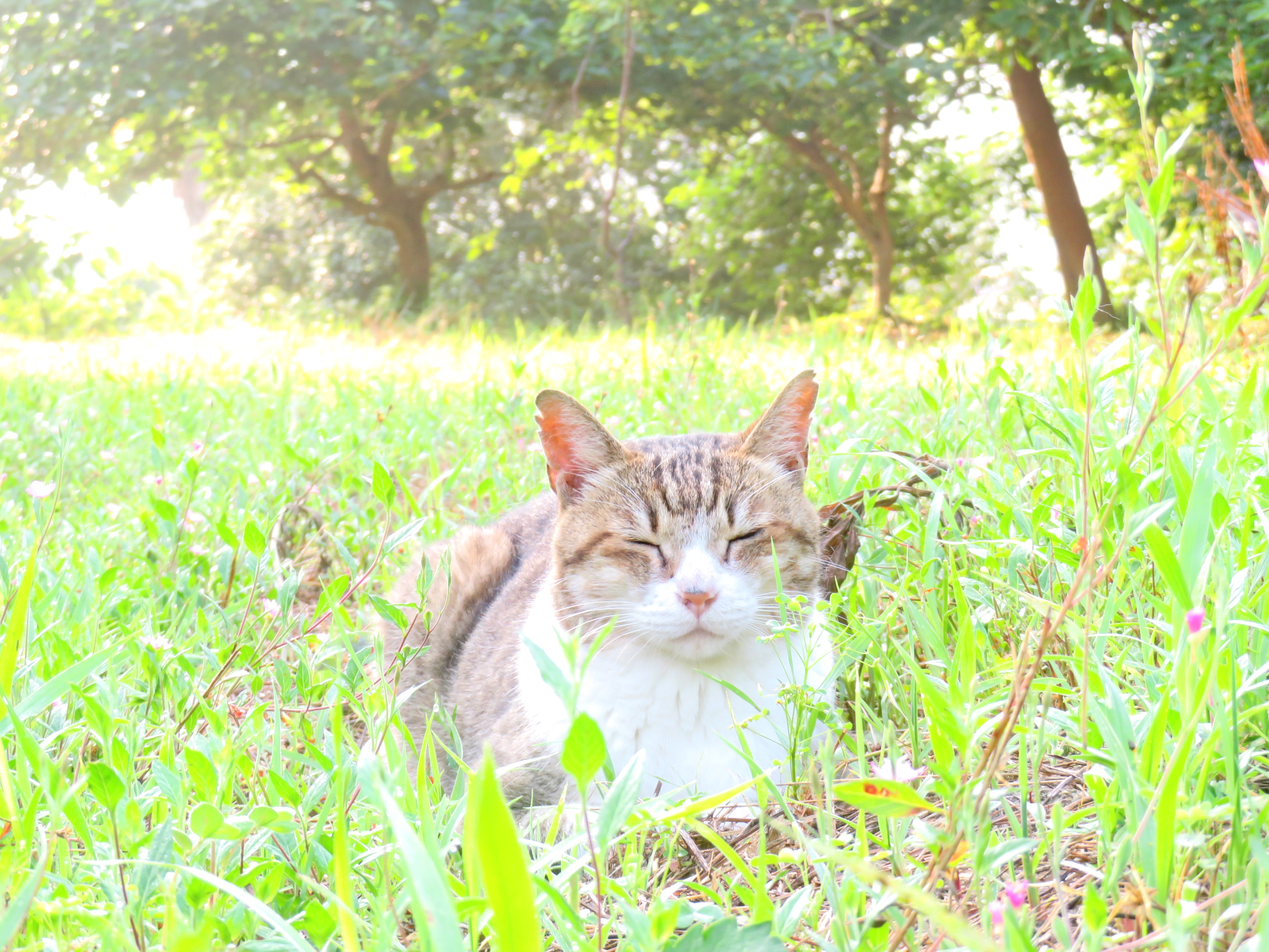 ねこ、風太 巡回