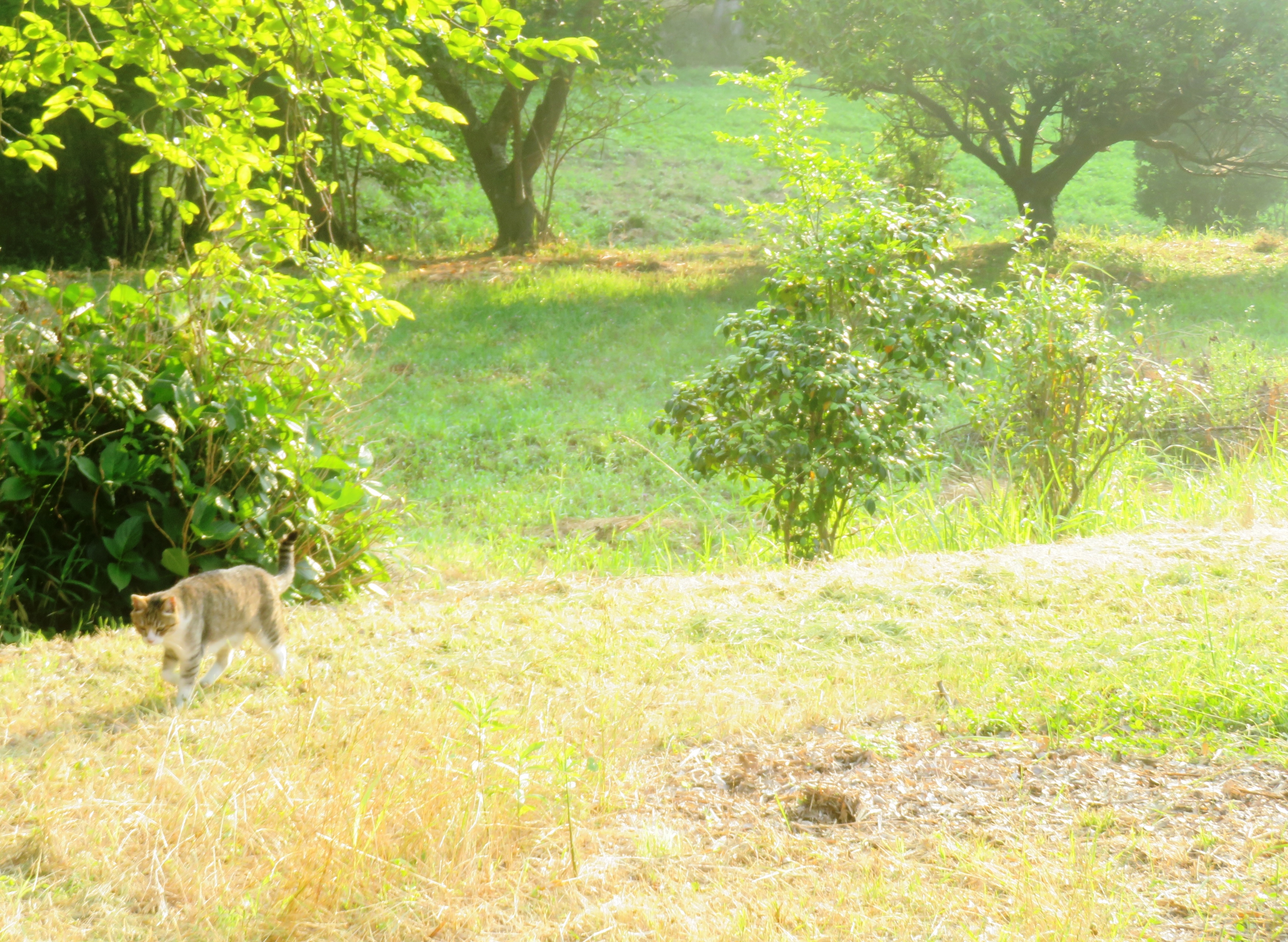 ねこ、風太 巡回