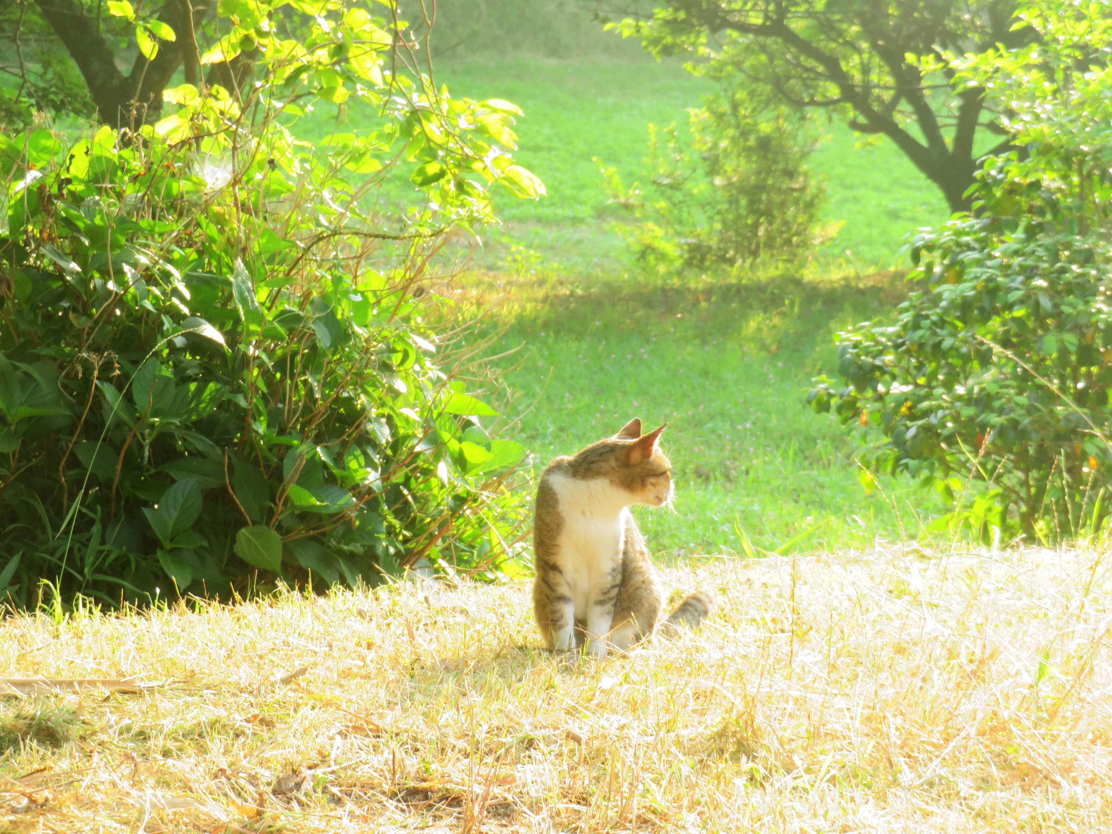 ねこ、風太 巡回
