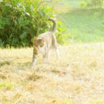 ねこ、風太　巡回