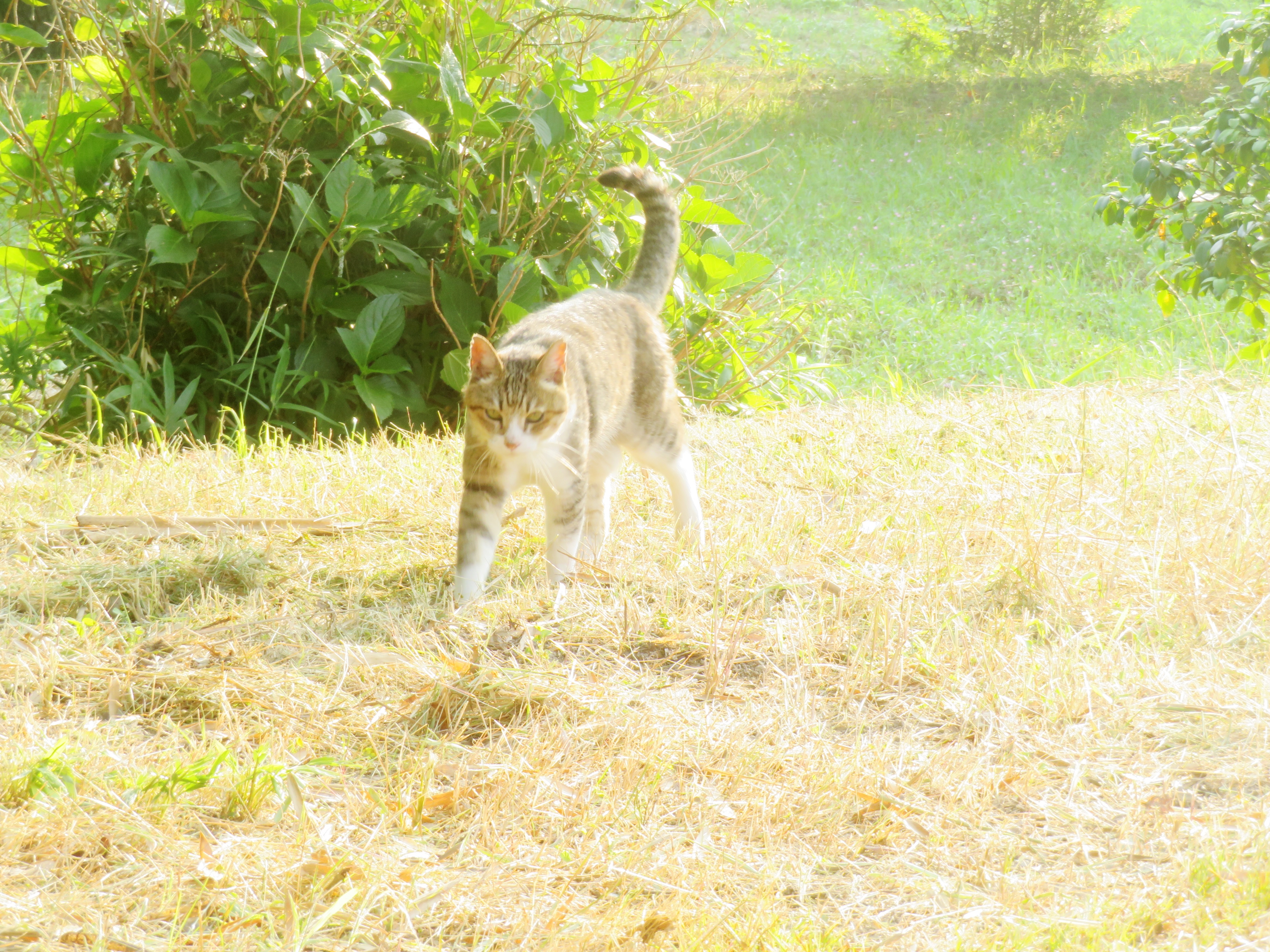 ねこ、風太 巡回