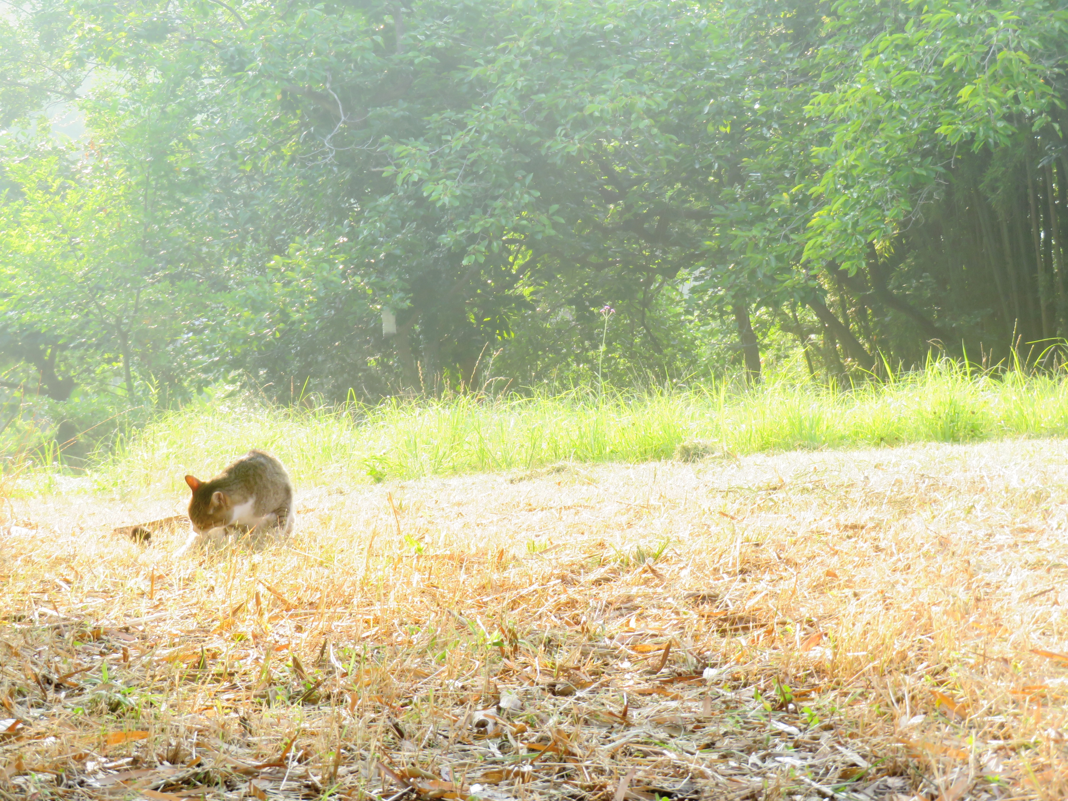 ねこ、風太 巡回