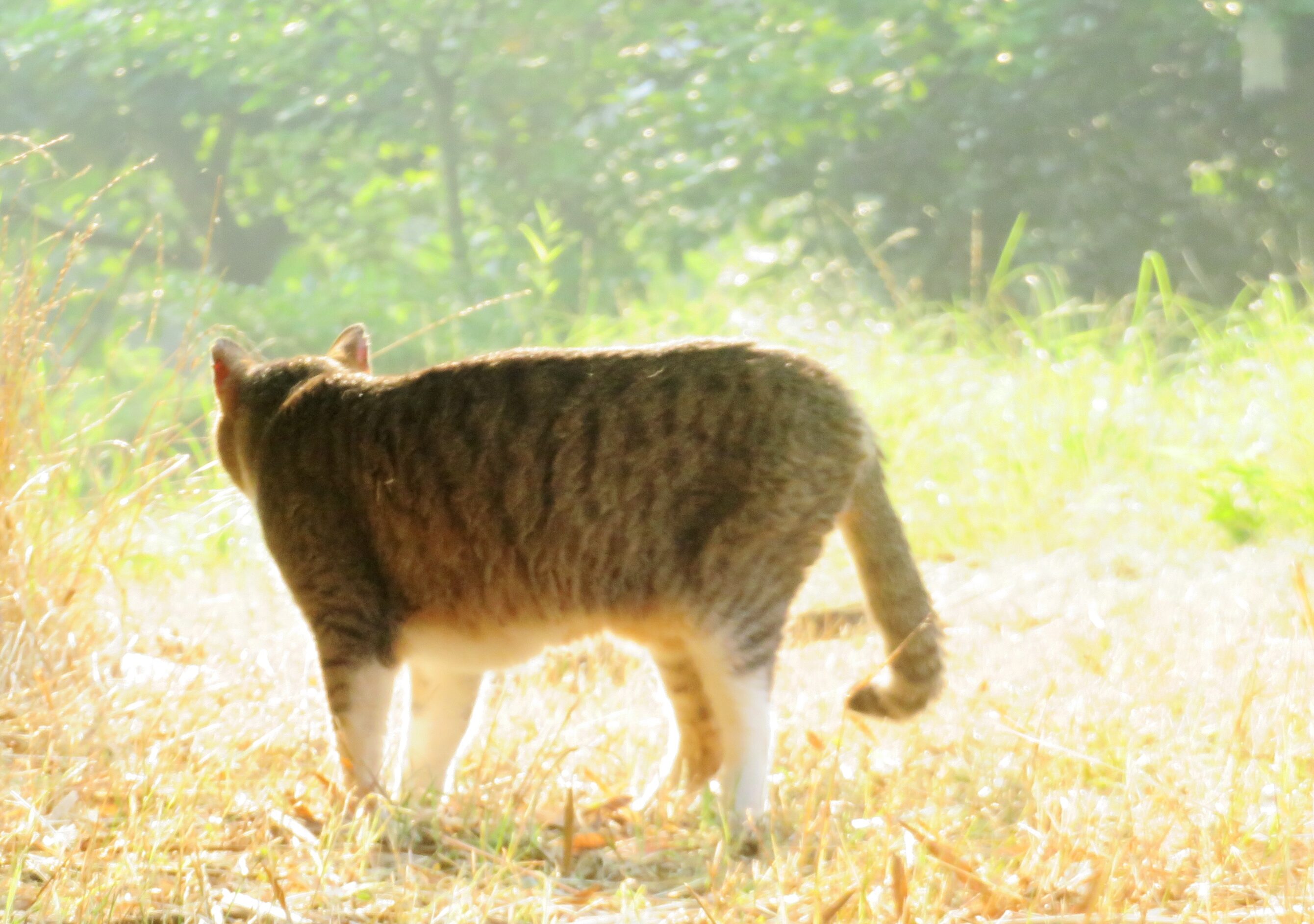ねこ、風太 巡回