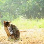 ねこ、風太　巡回