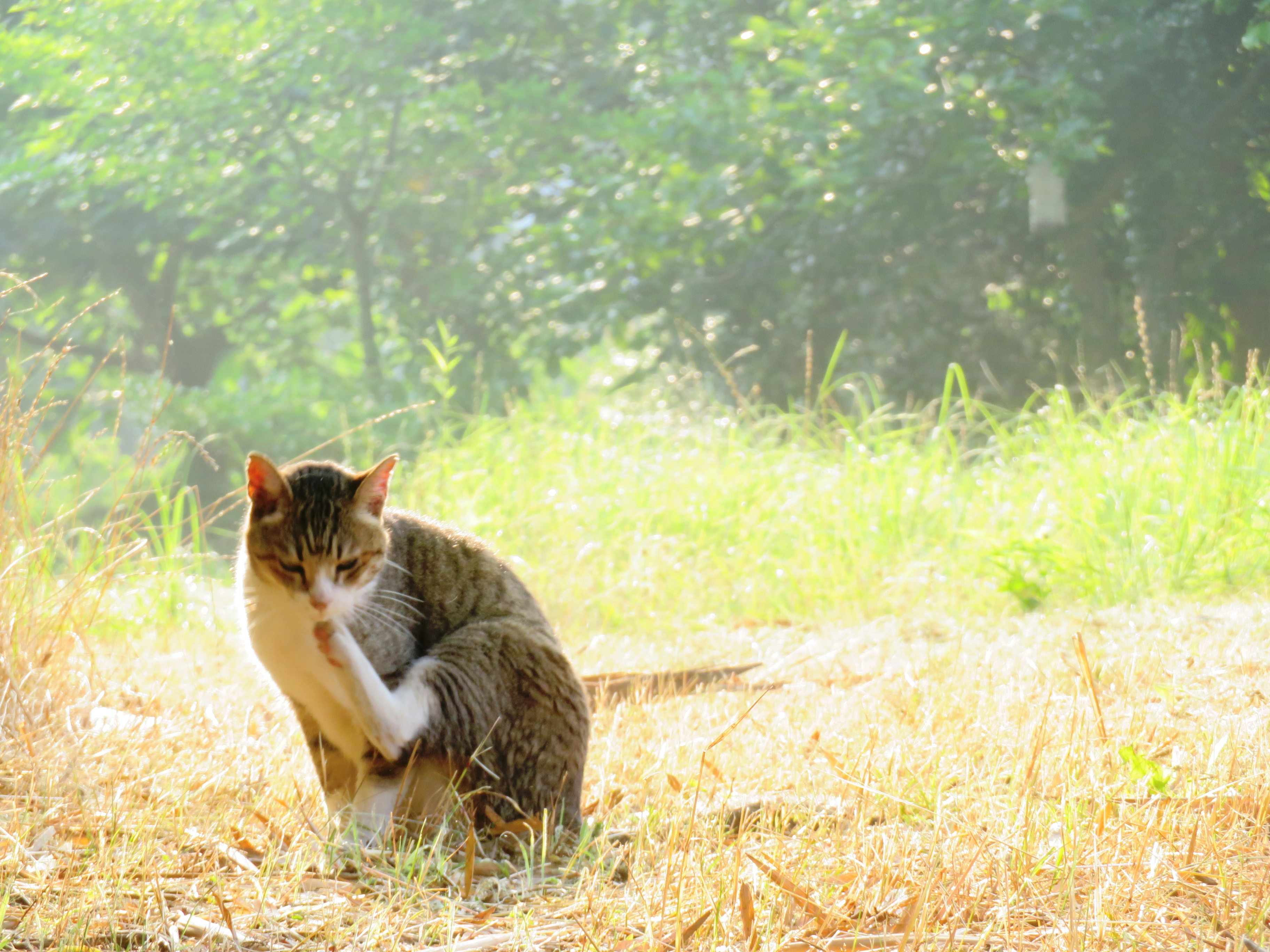 ねこ、風太 巡回