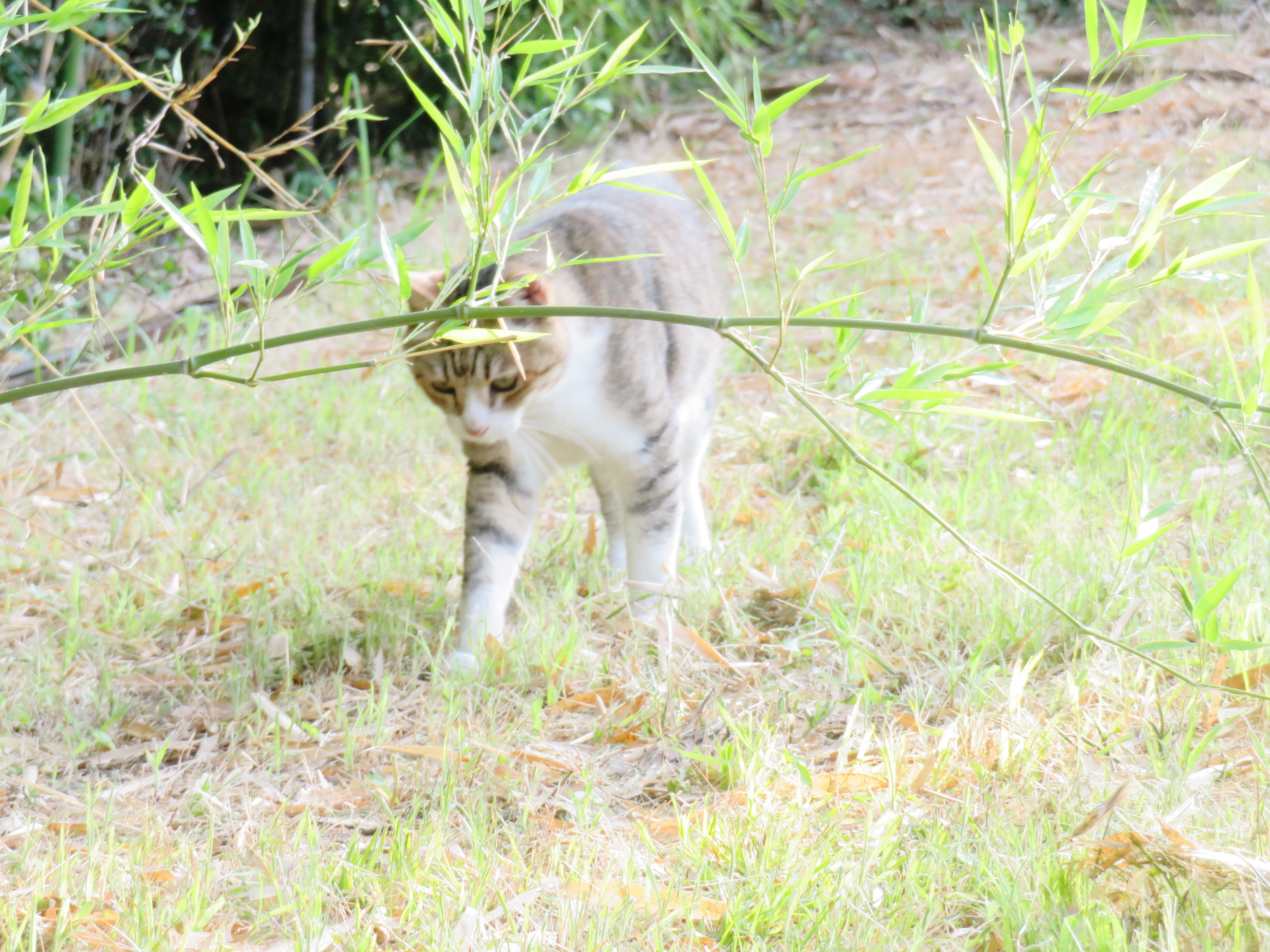 ねこ、風太　巡回