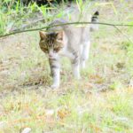 ねこ、風太　巡回