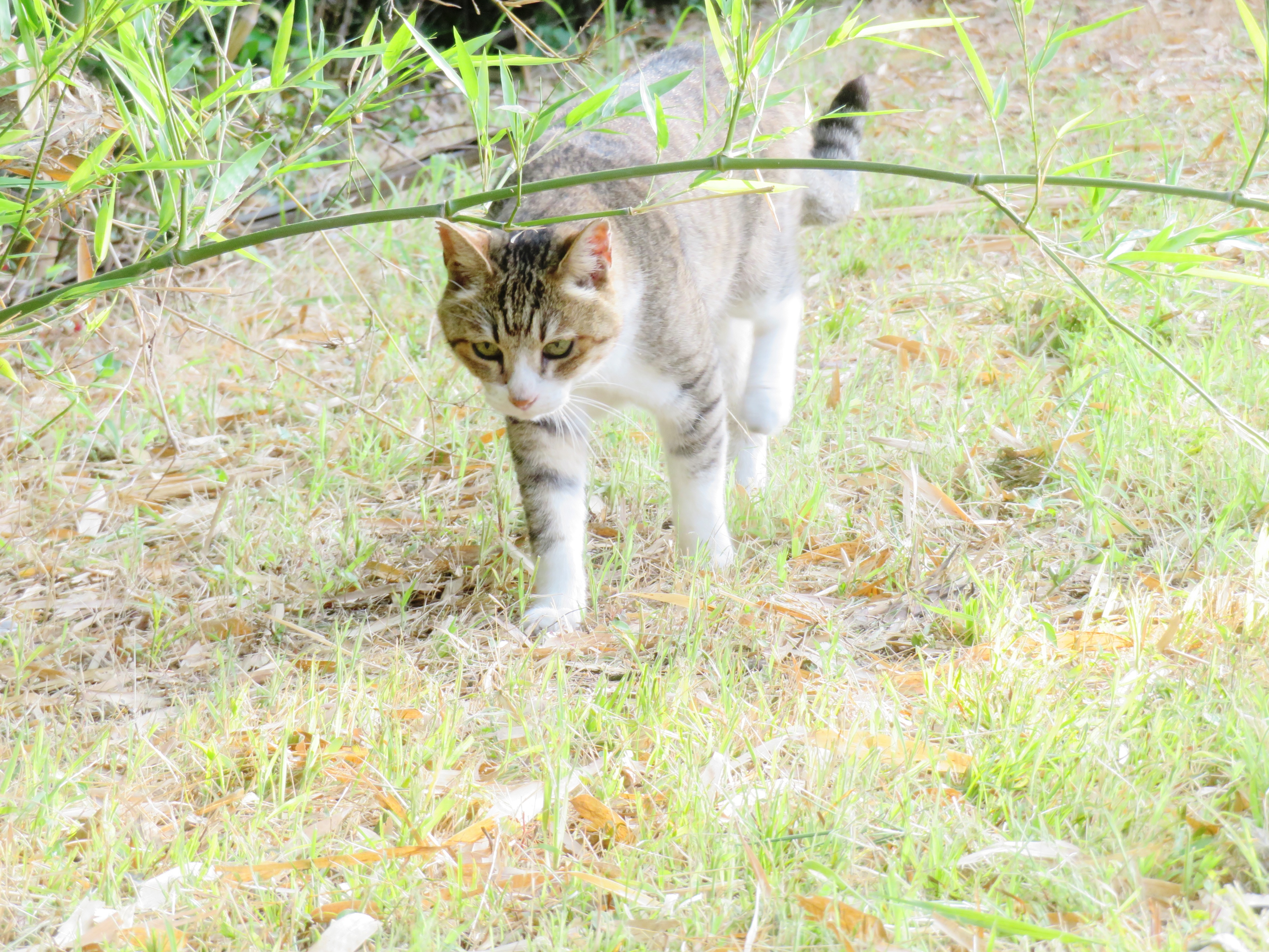 ねこ、風太　巡回